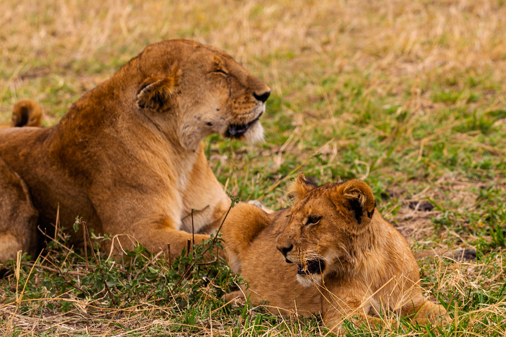 A lioness rests with her cub in Serengeti National Park, Tanzania. They are relaxing in the grass.