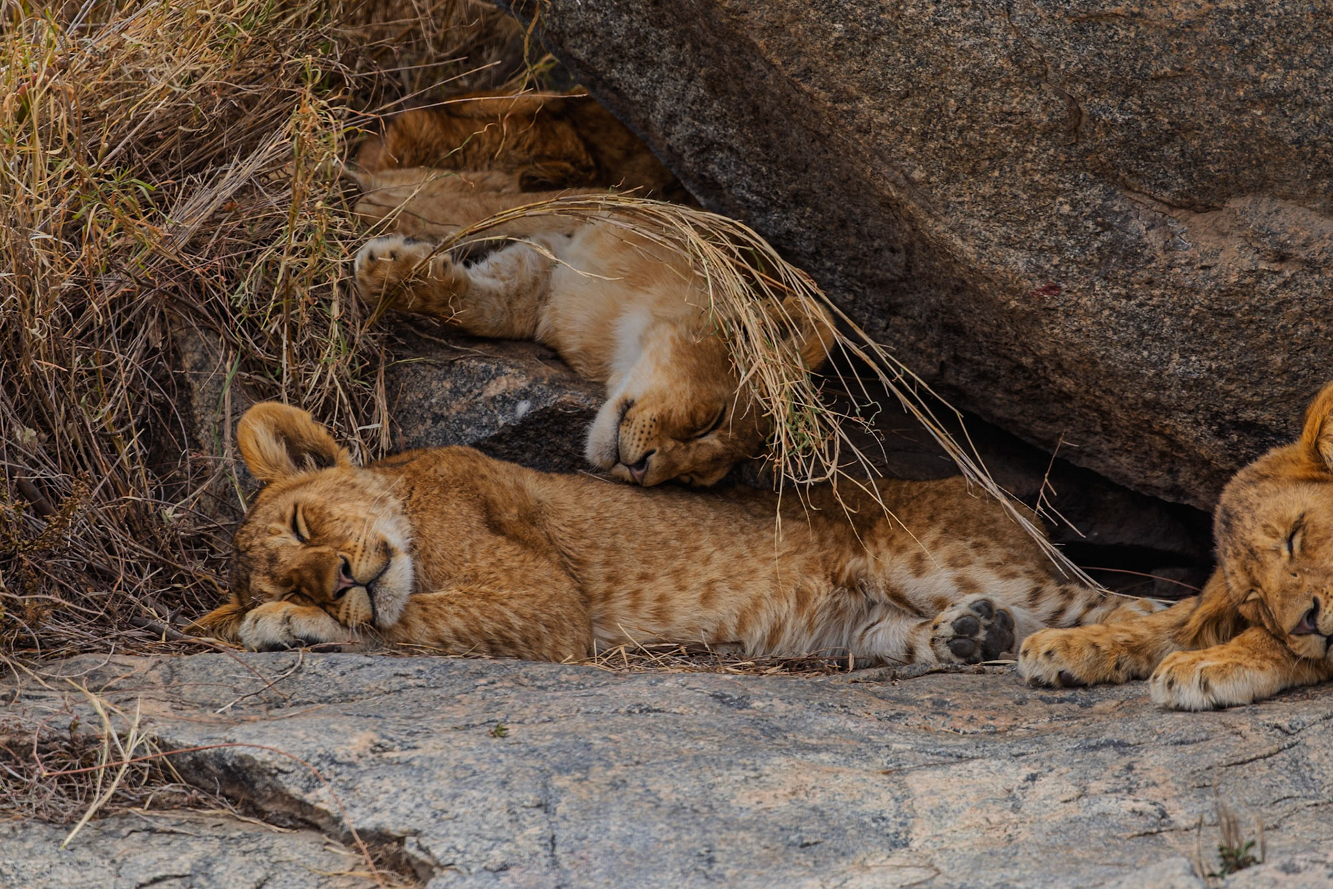 Lion cubs nap on rocks in Serengeti National Park, Tanzania, seeking shade and rest from the African sun.