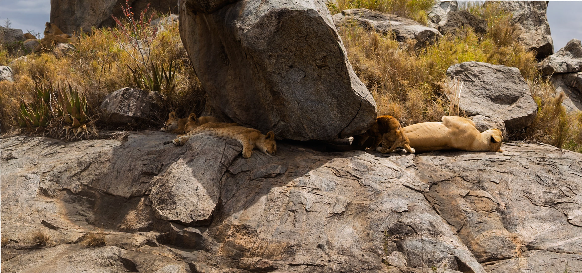 Lion cubs and a lioness rest on rocks in Serengeti National Park, Tanzania, seeking shade and respite from the African sun.