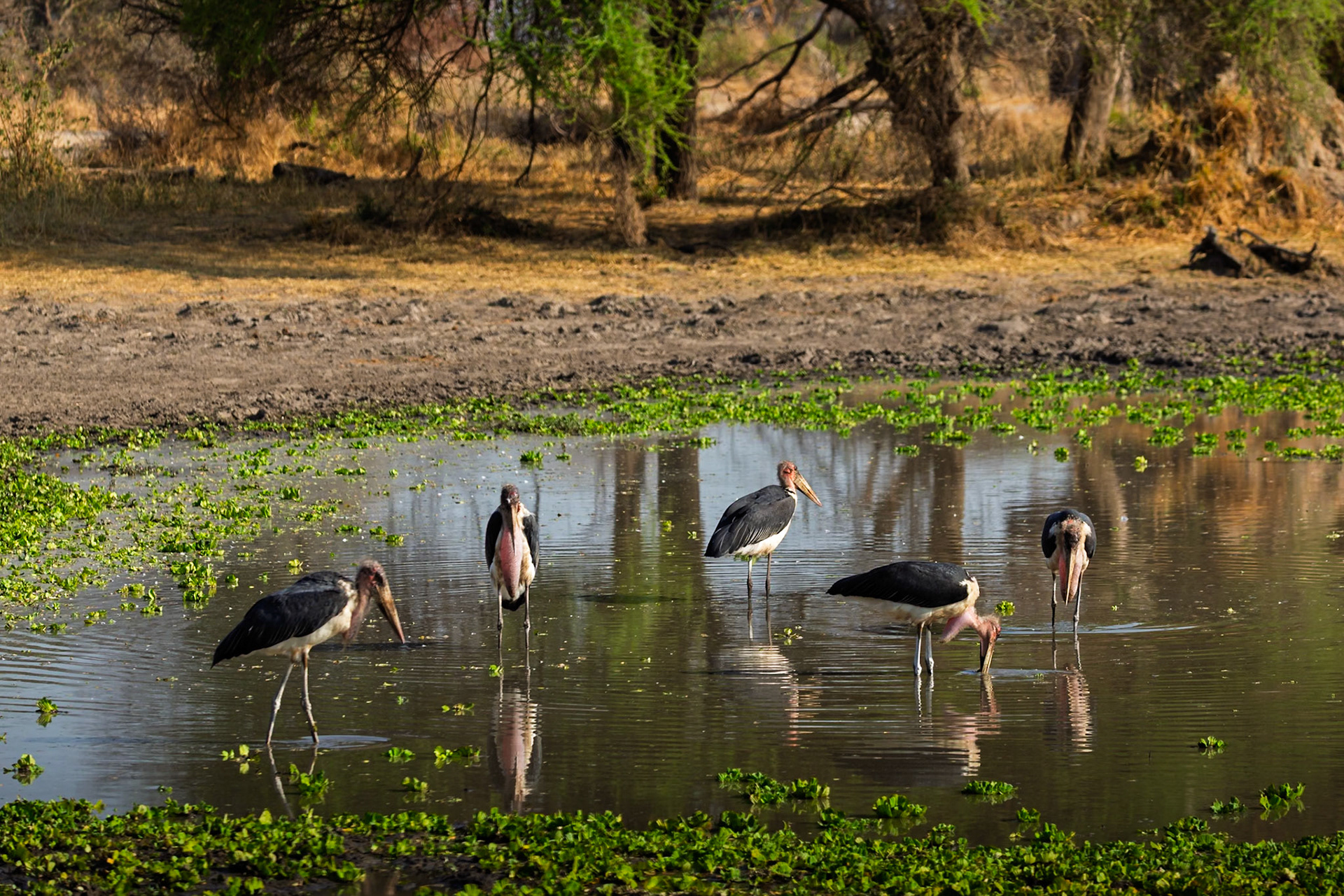 A group of Marabou Storks wading in a watering hole in Tarangire National Park, Tanzania, likely searching for food.