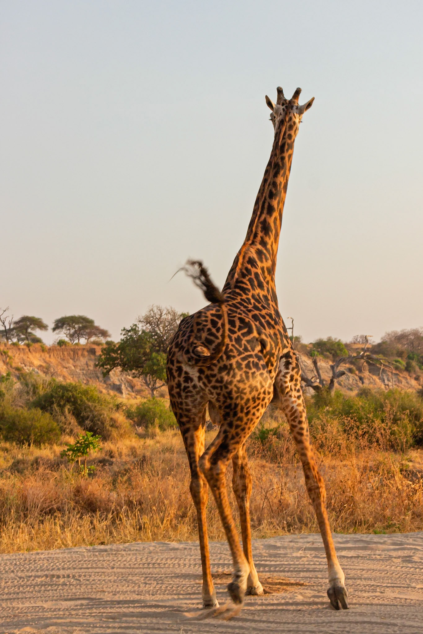 A majestic giraffe walks away on a dirt road in Tarangire National Park, Tanzania, its tail swishing as it moves through the savanna.