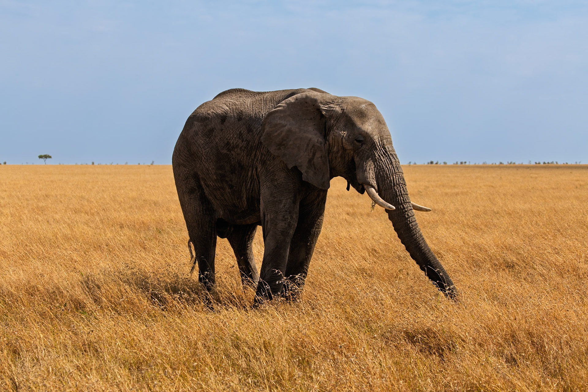 An elephant grazes in the Serengeti National Park, Tanzania. It's eating grass to survive in its natural habitat.