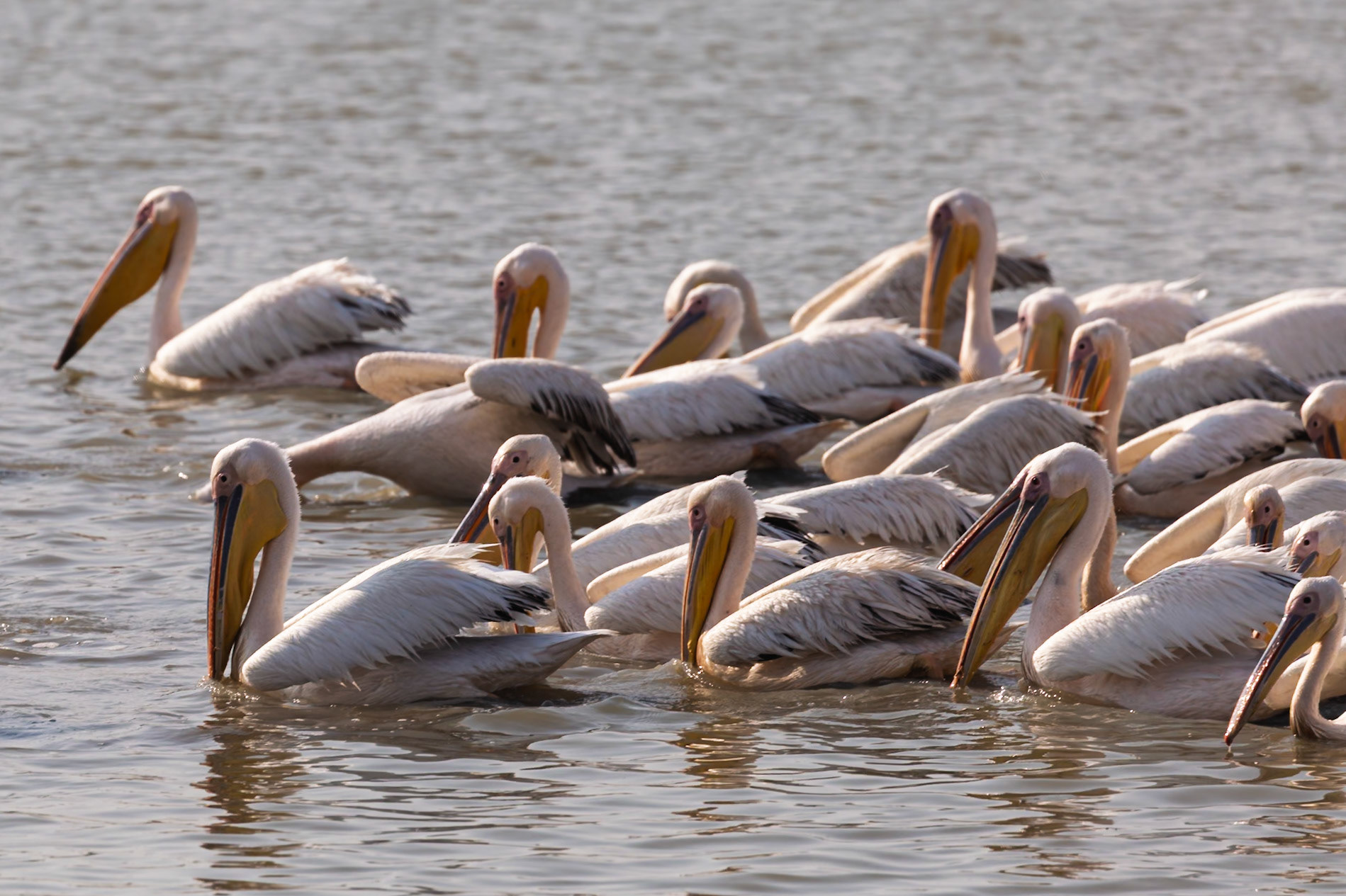 A large flock of Great White Pelicans gather in the water, likely feeding, in Tarangire National Park, Tanzania.