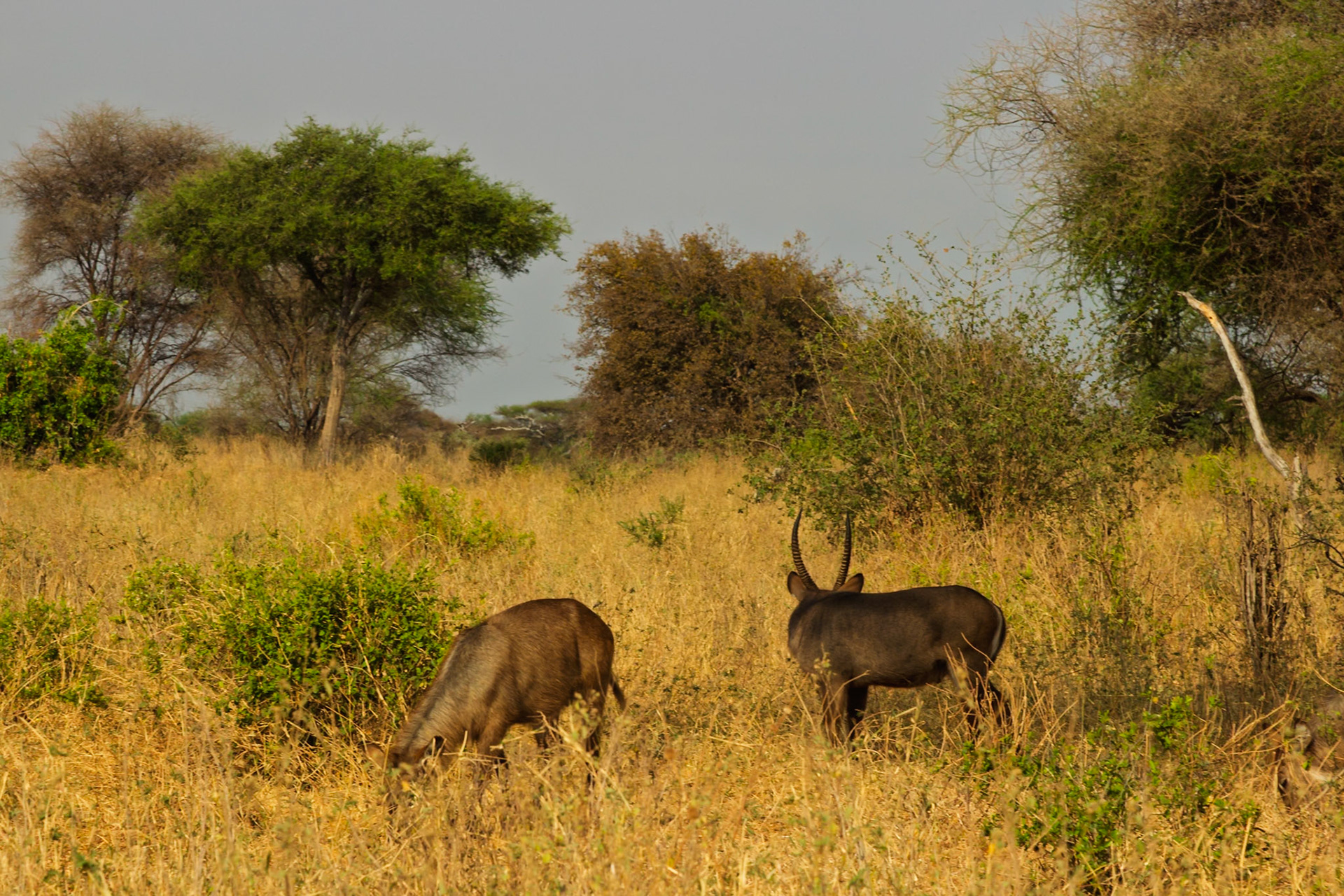 Two waterbucks graze and stand in the golden savanna of Tarangire National Park, Tanzania, enjoying their natural habitat.