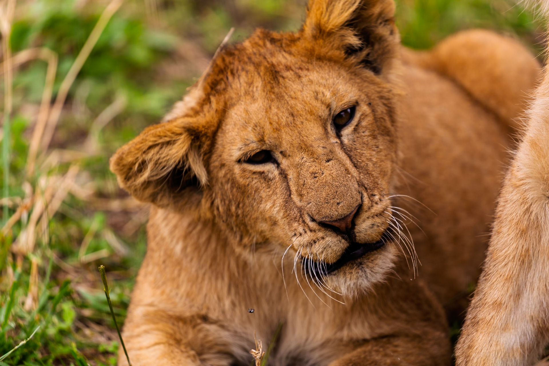 A lion cub rests in Serengeti National Park, Tanzania. The cub is likely resting to conserve energy for future play and learning.