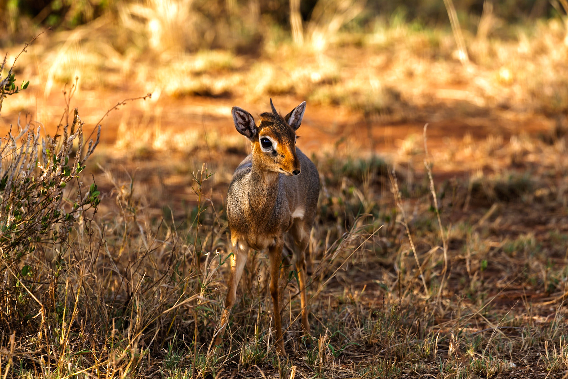 A Dik-dik stands alert in Serengeti National Park, Tanzania. These small antelopes are known for their shy nature and quick movements.