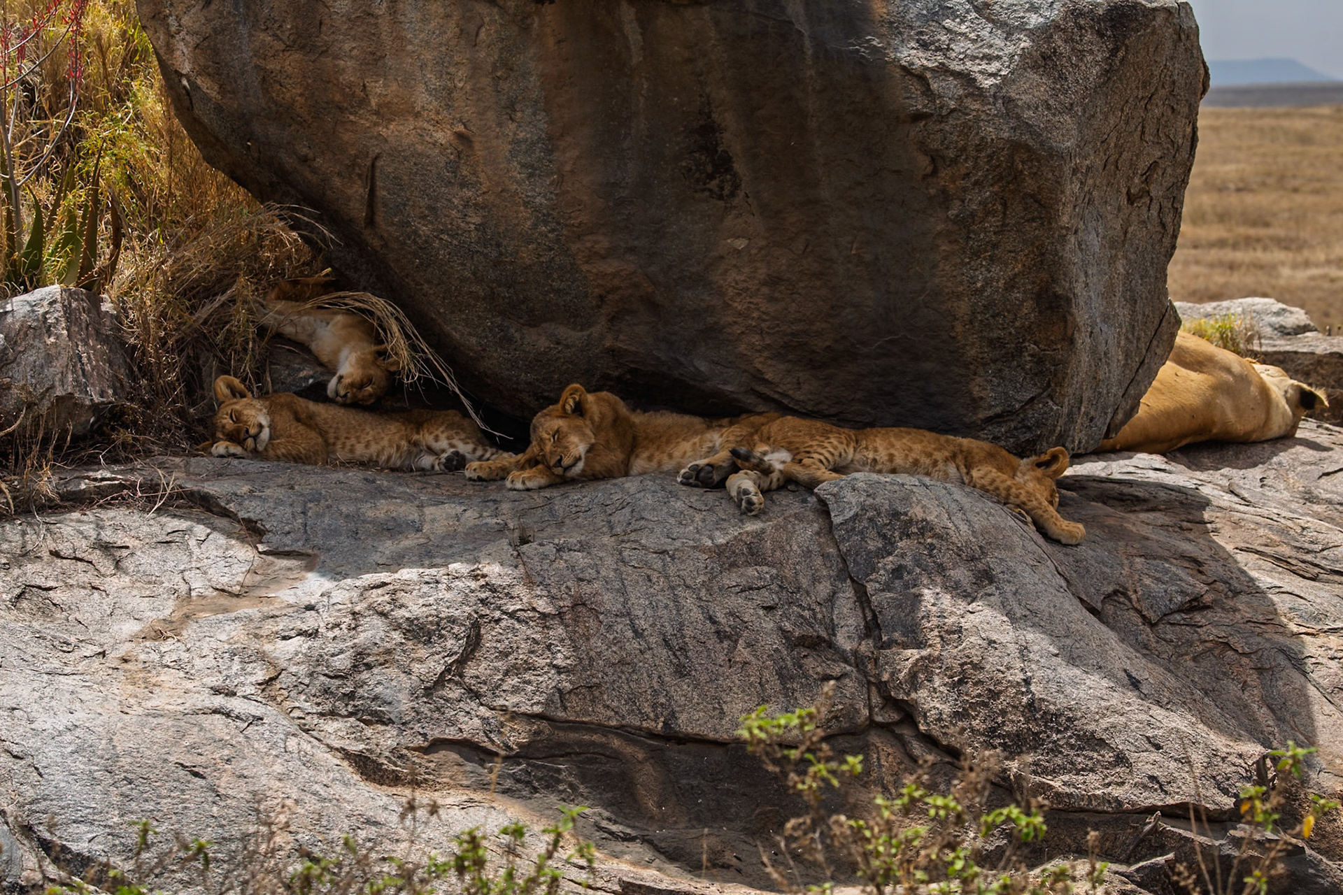 Lion cubs nap on rocks in Tanzania's Serengeti National Park, seeking shade from the sun.