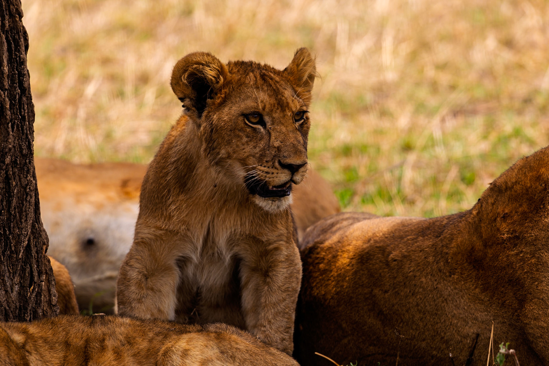 A lion cub sits among the pride in Tanzania's Serengeti National Park, observing its surroundings.