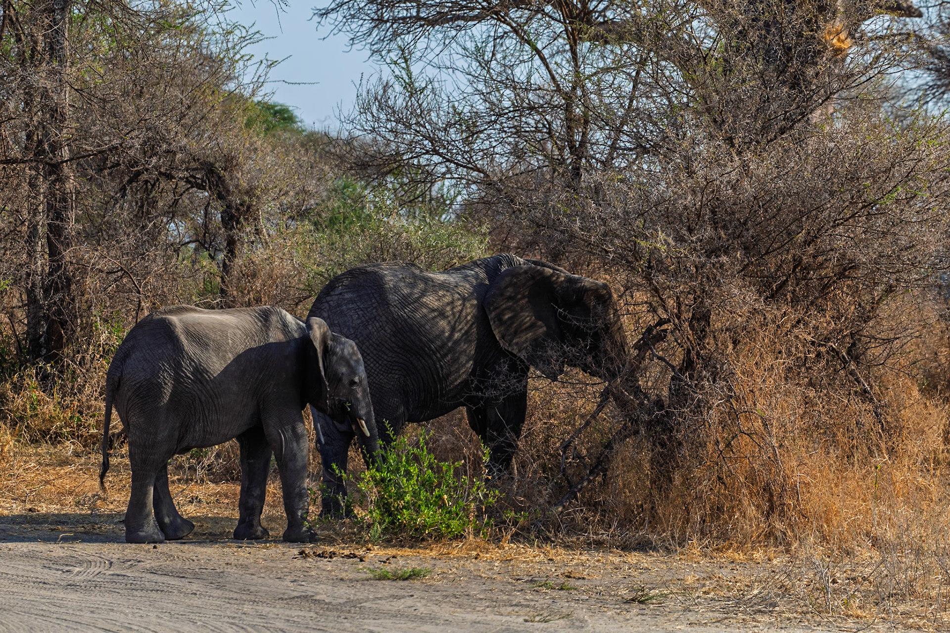 An adult and baby elephant eat from a tree in Tarangire National Park, Tanzania. They are foraging for food.