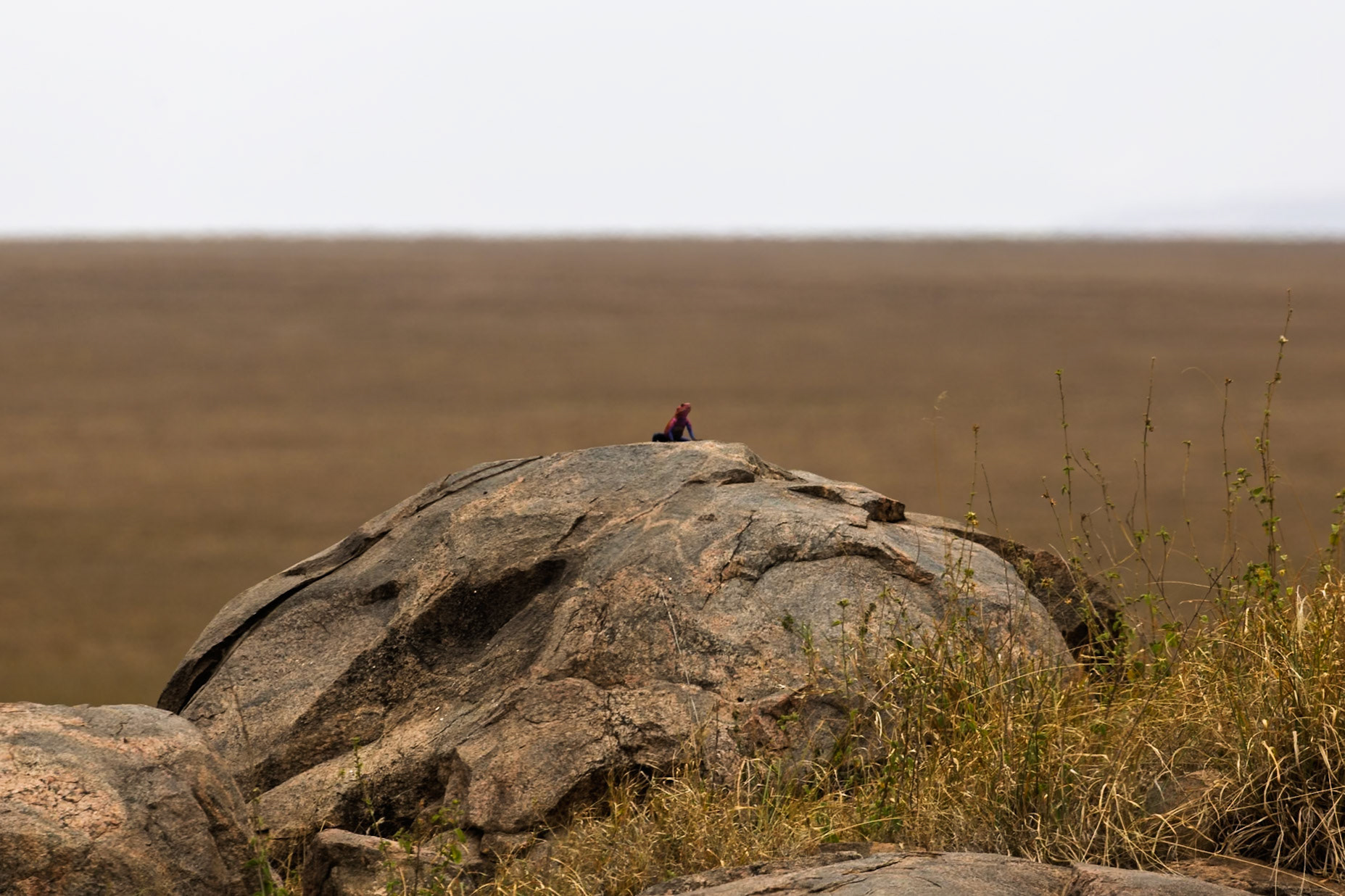 A Mwanza flat-headed rock agama surveys its territory from atop a large rock in Tanzania's Serengeti National Park.