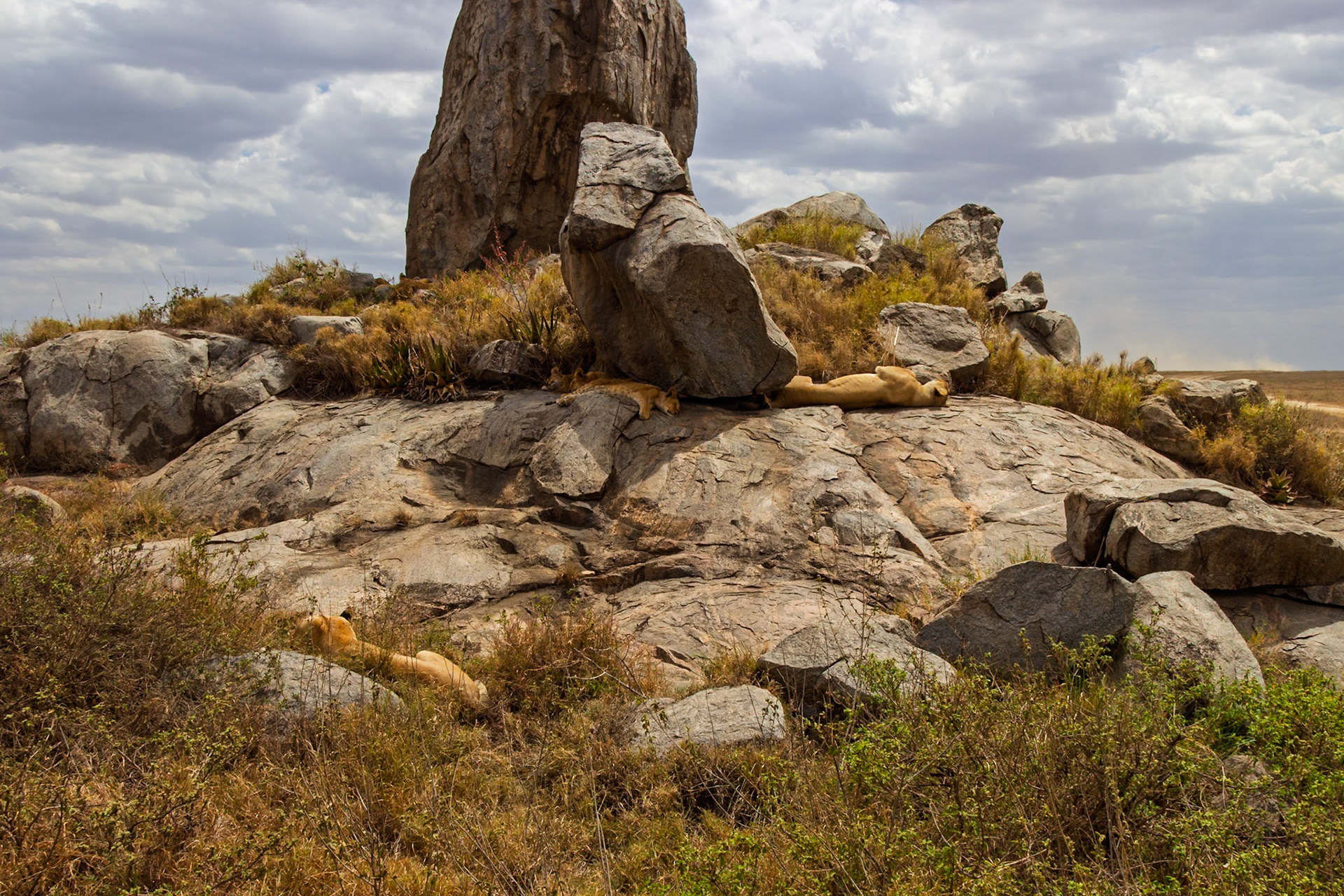 A lioness and her cub rest on a rocky outcrop in Serengeti National Park, Tanzania, seeking shade and a vantage point.