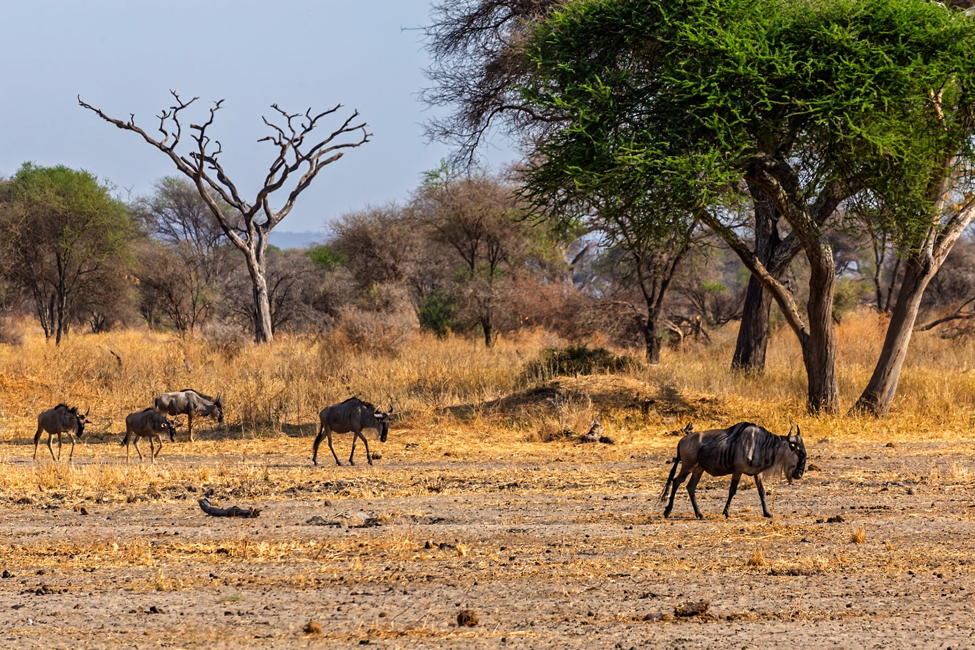 A herd of wildebeest migrates across the arid landscape of Tanzania's Tarangire National Park in search of food and water.