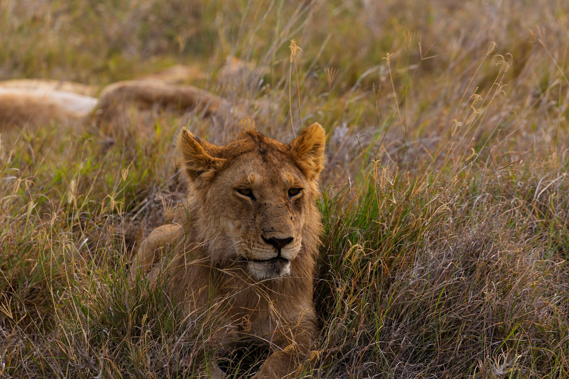 A lion rests in the tall grass of Tanzania's Serengeti National Park, blending in with its surroundings.