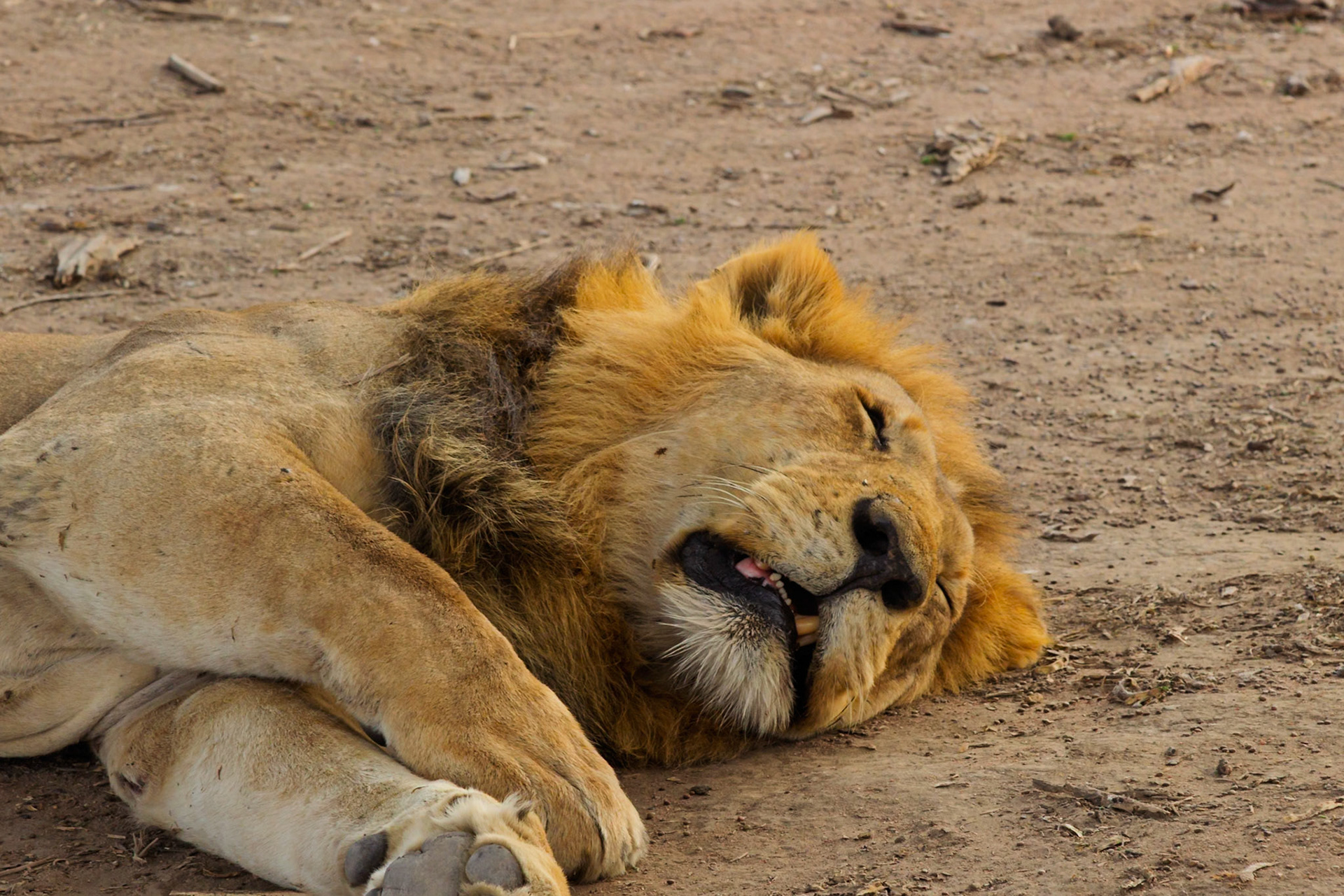 A male lion naps in Serengeti National Park, Tanzania. Lions sleep up to 20 hours a day to conserve energy for hunting.