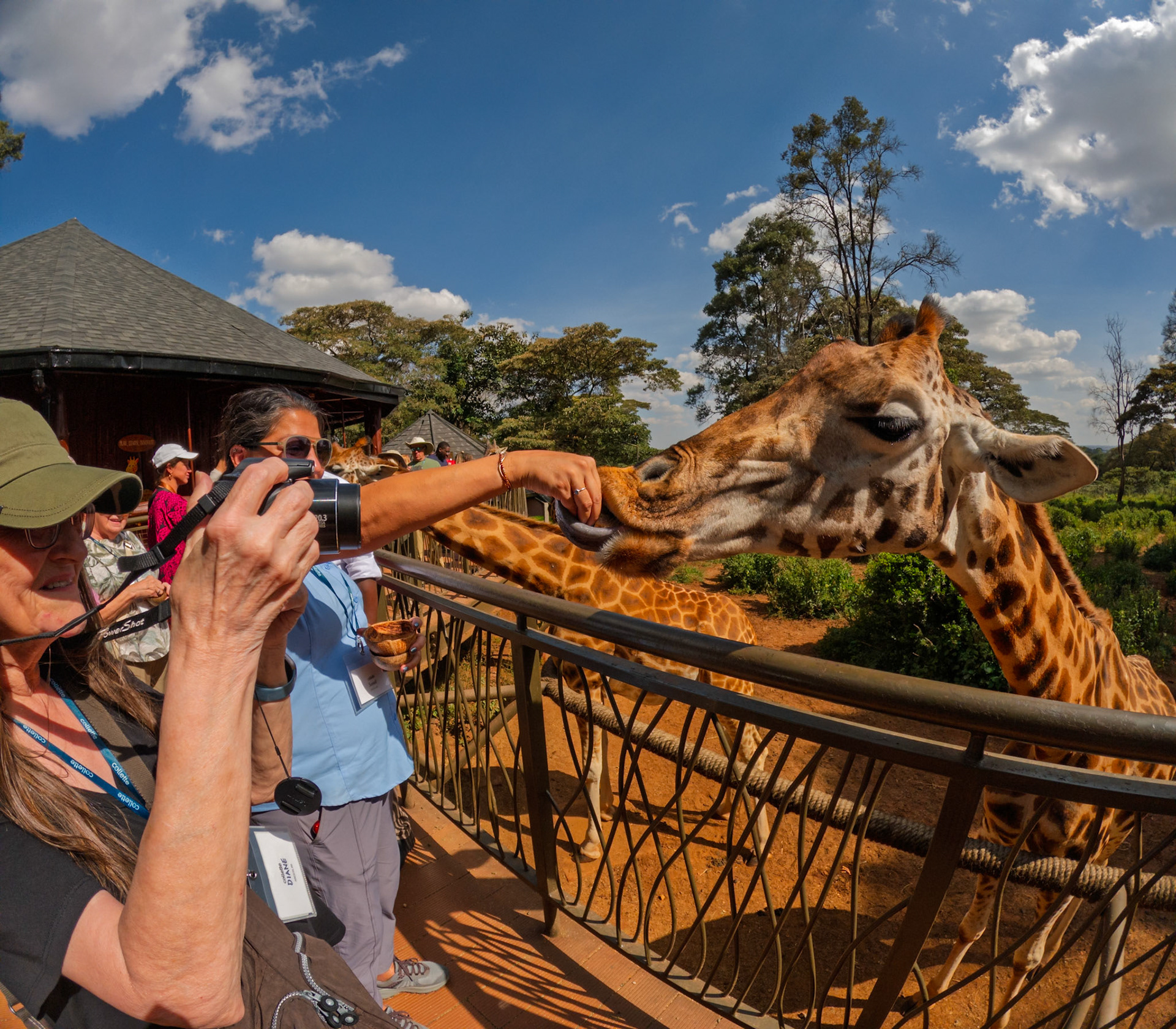 At Giraffe Center, Kenya, a tourist feeds a giraffe as another takes a photo. Visitors interact with the animals up close.