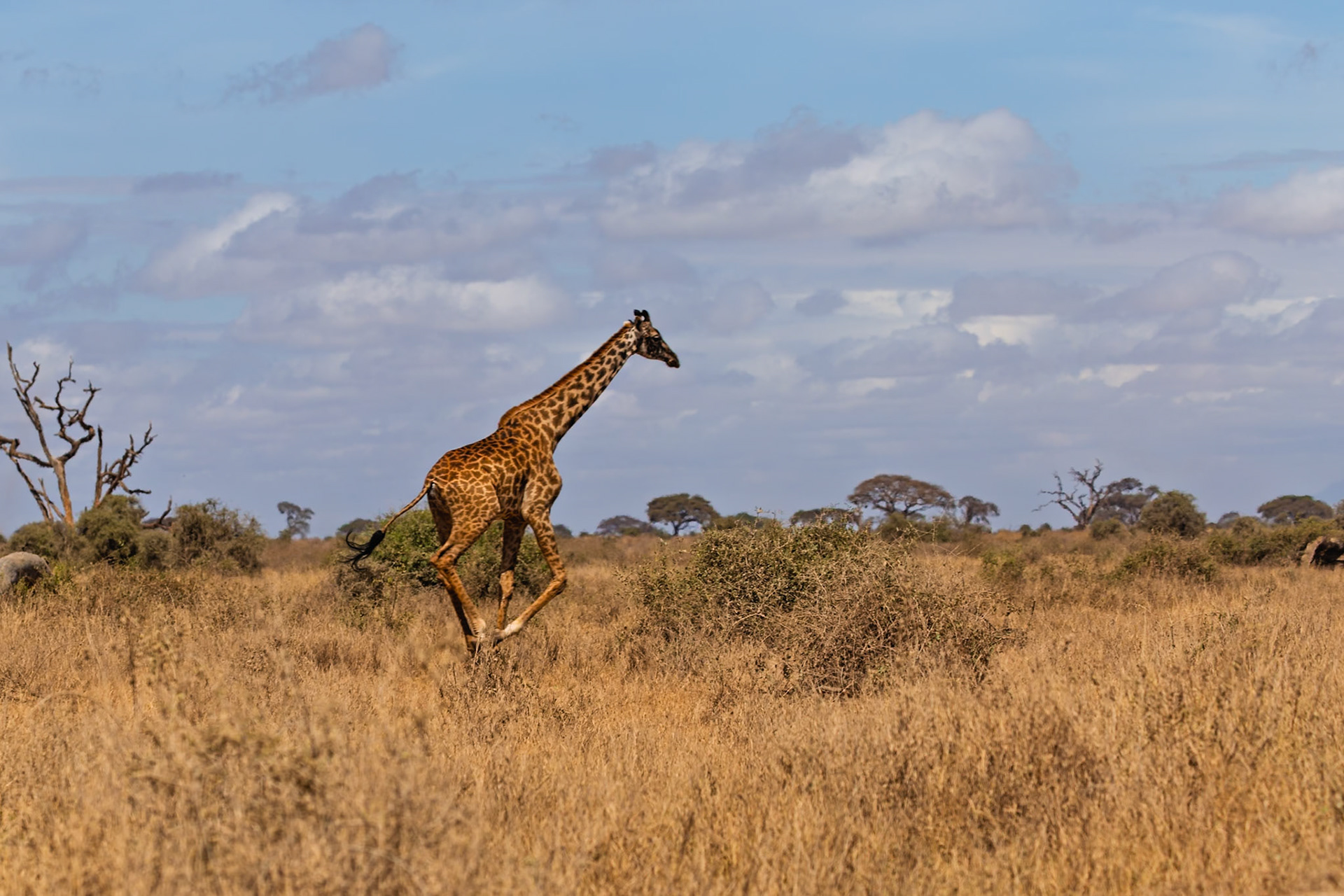 A giraffe is running through the tall grass in Amboseli National Park, Kenya. It is moving quickly across the plains.