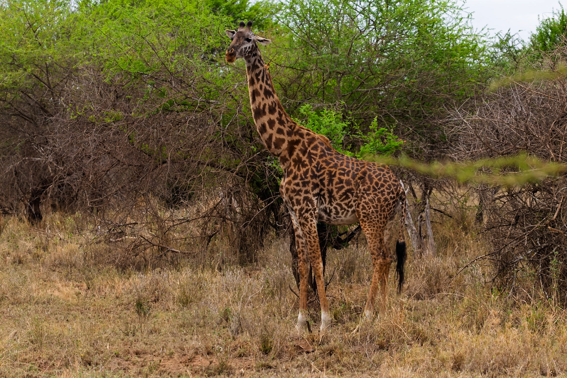 A giraffe stands tall in Serengeti National Park, Tanzania, browsing on the lush vegetation. It's a typical day for this gentle giant.