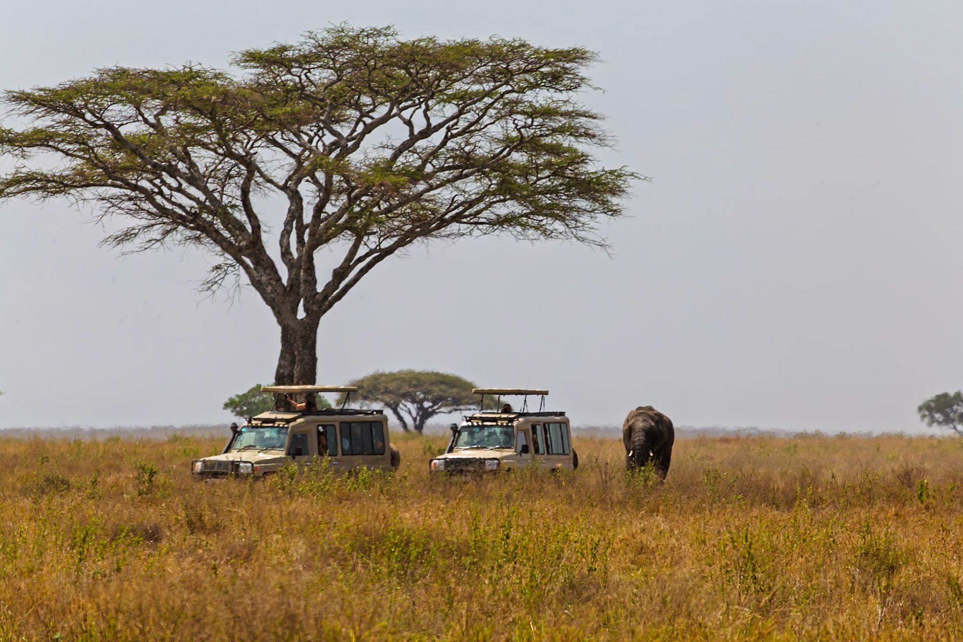 Tourists in Tanzania's Serengeti National Park observe an elephant from safari vehicles, enjoying a wildlife encounter.