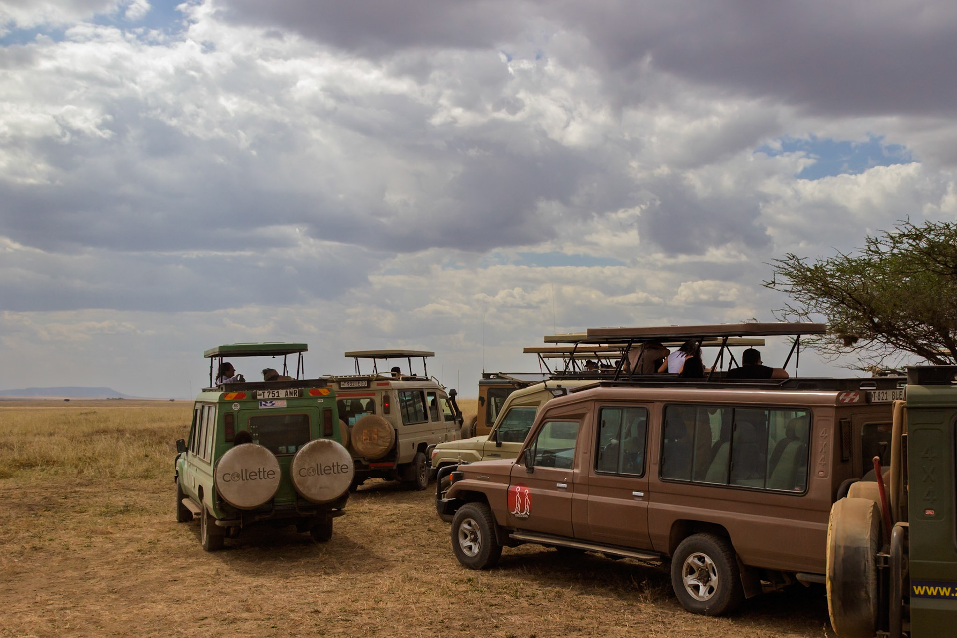 Tourists in safari vehicles observe wildlife in Tanzania's Serengeti National Park, enjoying the open-air viewing experience.