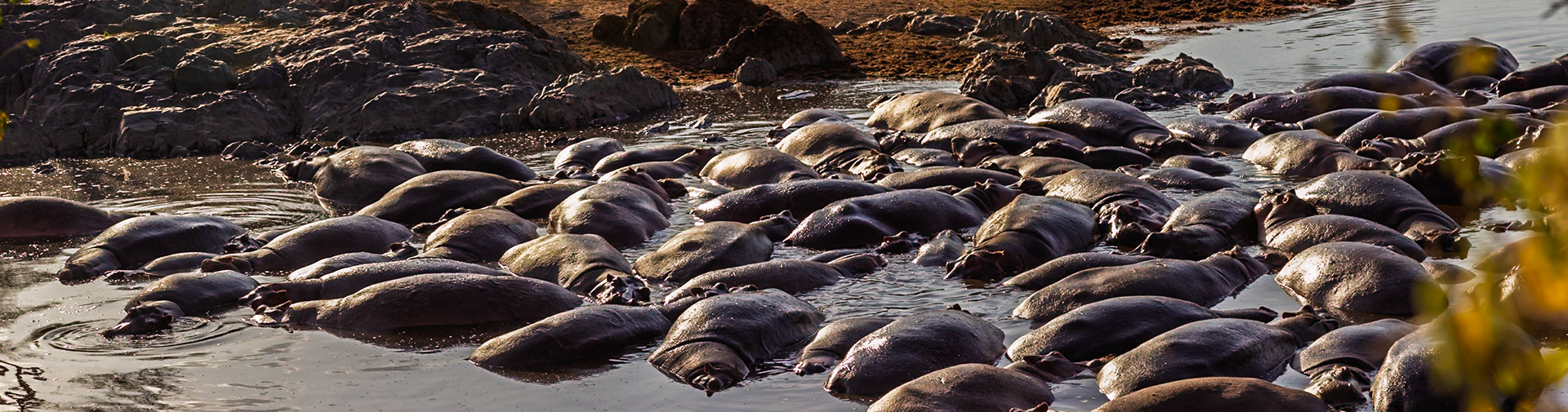 A bloat of hippos wallow in the water to stay cool in Serengeti National Park, Tanzania.