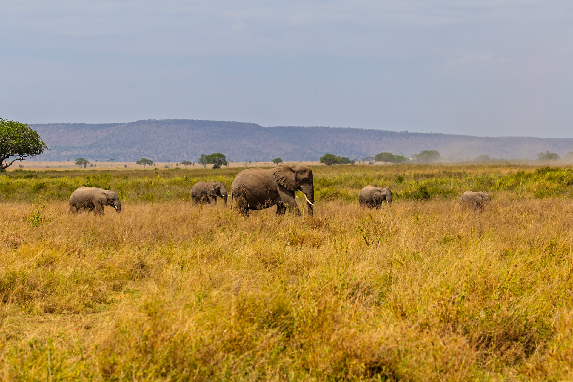 A family of elephants are walking through the tall grass in Serengeti National Park, Tanzania, likely searching for food and water.
