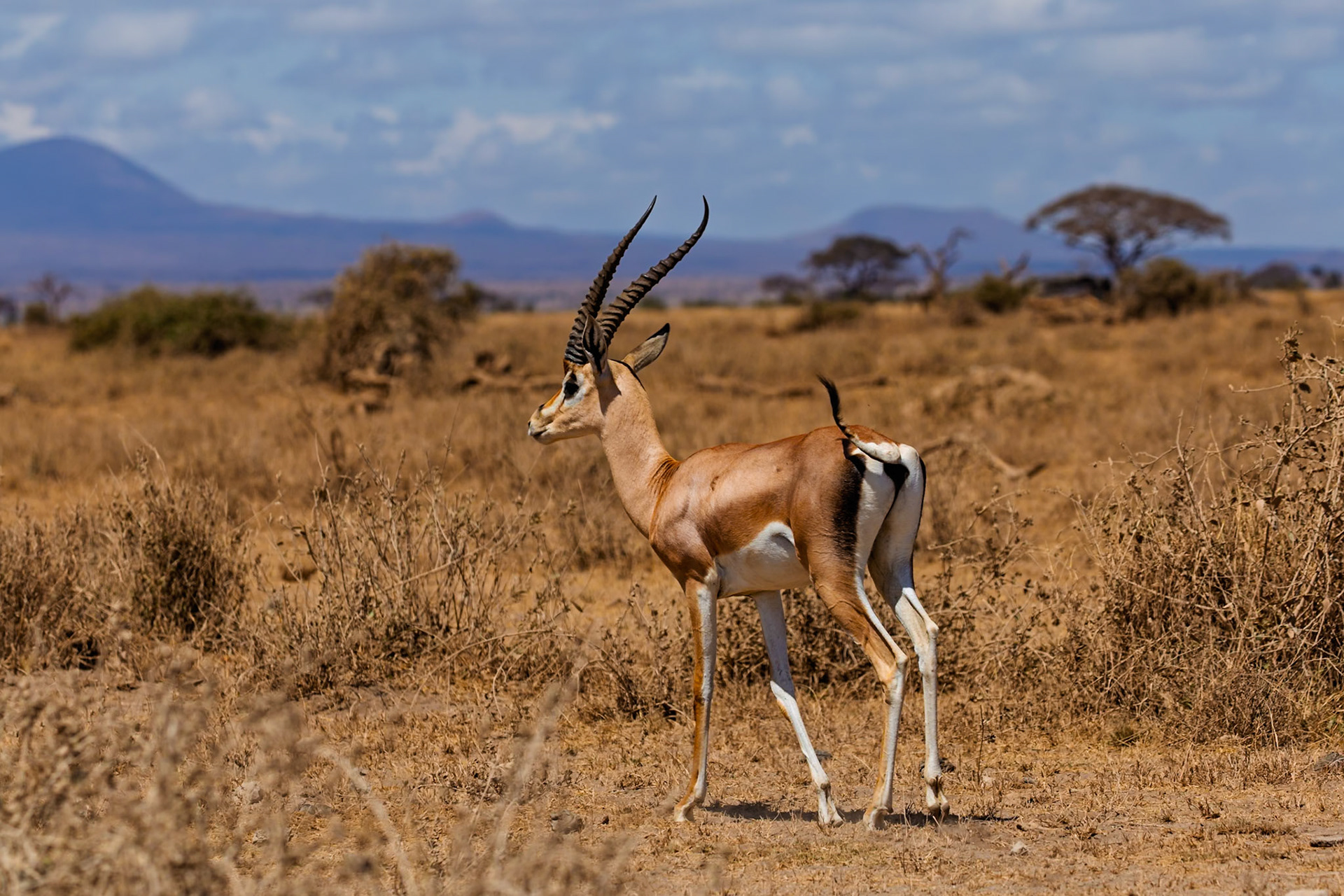 A Grant's gazelle stands alert in Amboseli National Park, Kenya, showcasing its adaptation to the arid landscape.