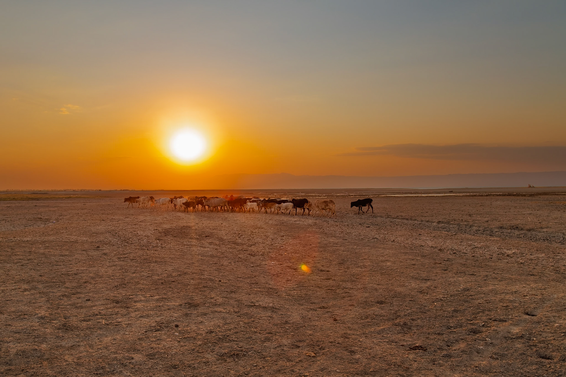 Lake Eyasi, Tanzania - September 27th 2025: A herd of cattle is guided across the dry plains at sunset.