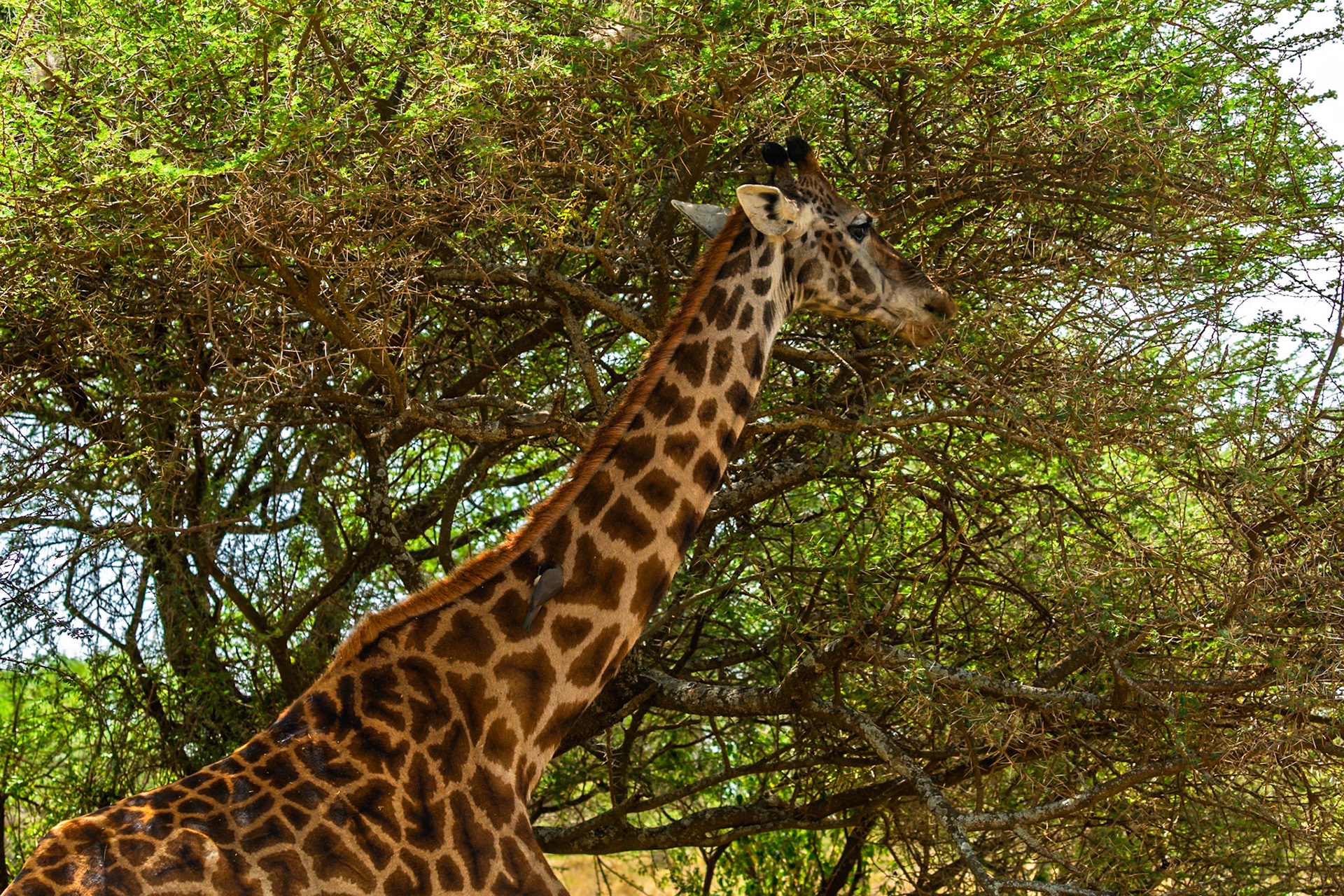 A giraffe eats from a tree in Tanzania's Serengeti National Park. The giraffe is getting food from the tree.