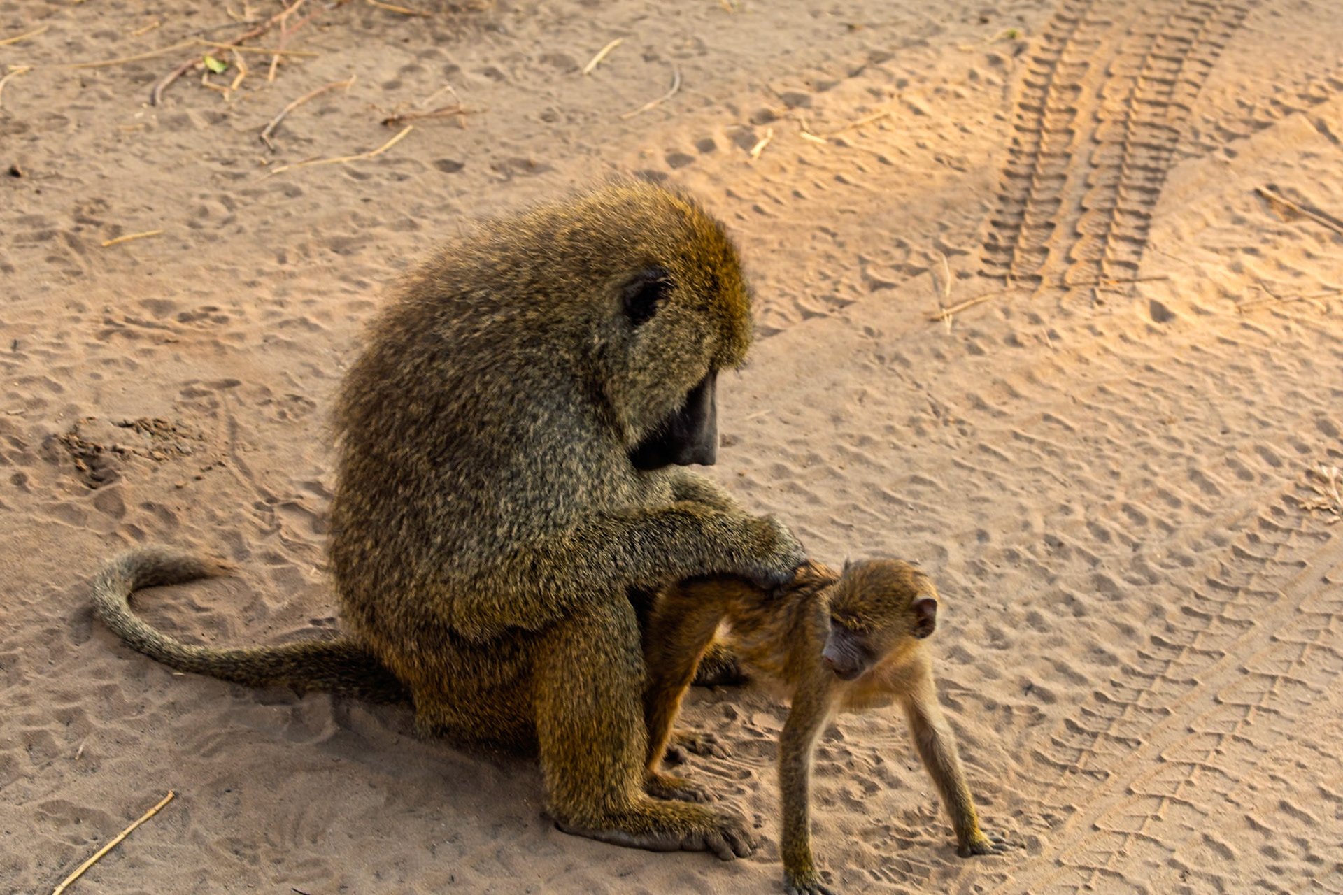 A baboon grooms its young in Tanzania's Tarangire National Park, reinforcing social bonds and removing parasites.