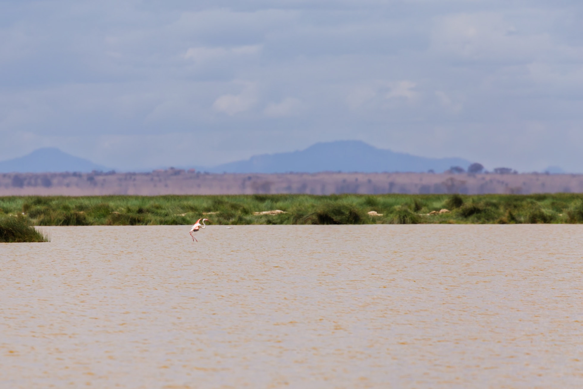 A flamingo takes flight in Amboseli National Park, Kenya. The bird is taking off from the water.