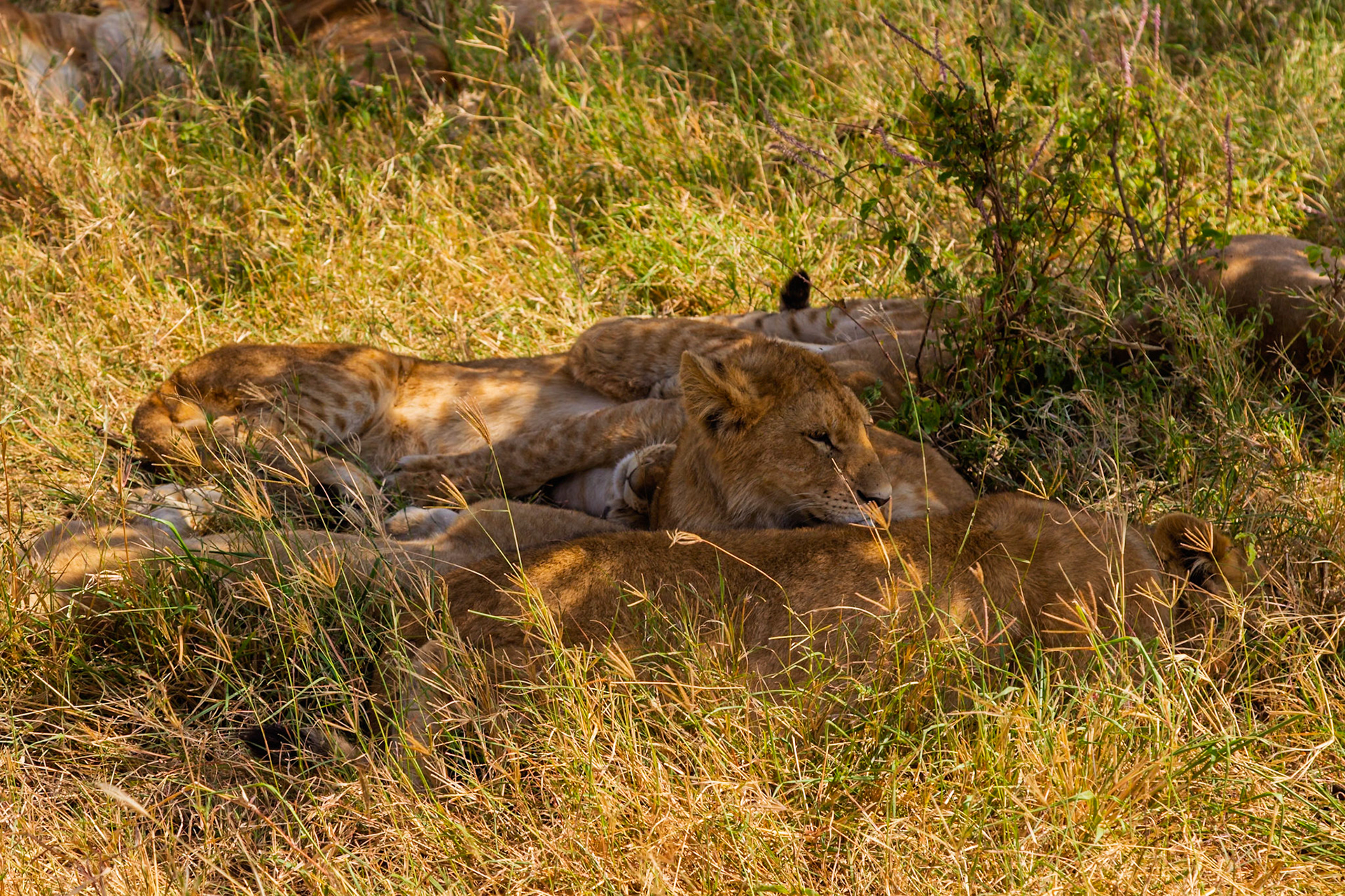 A pride of lions rests in the shade of the Serengeti National Park in Tanzania, seeking respite from the heat.