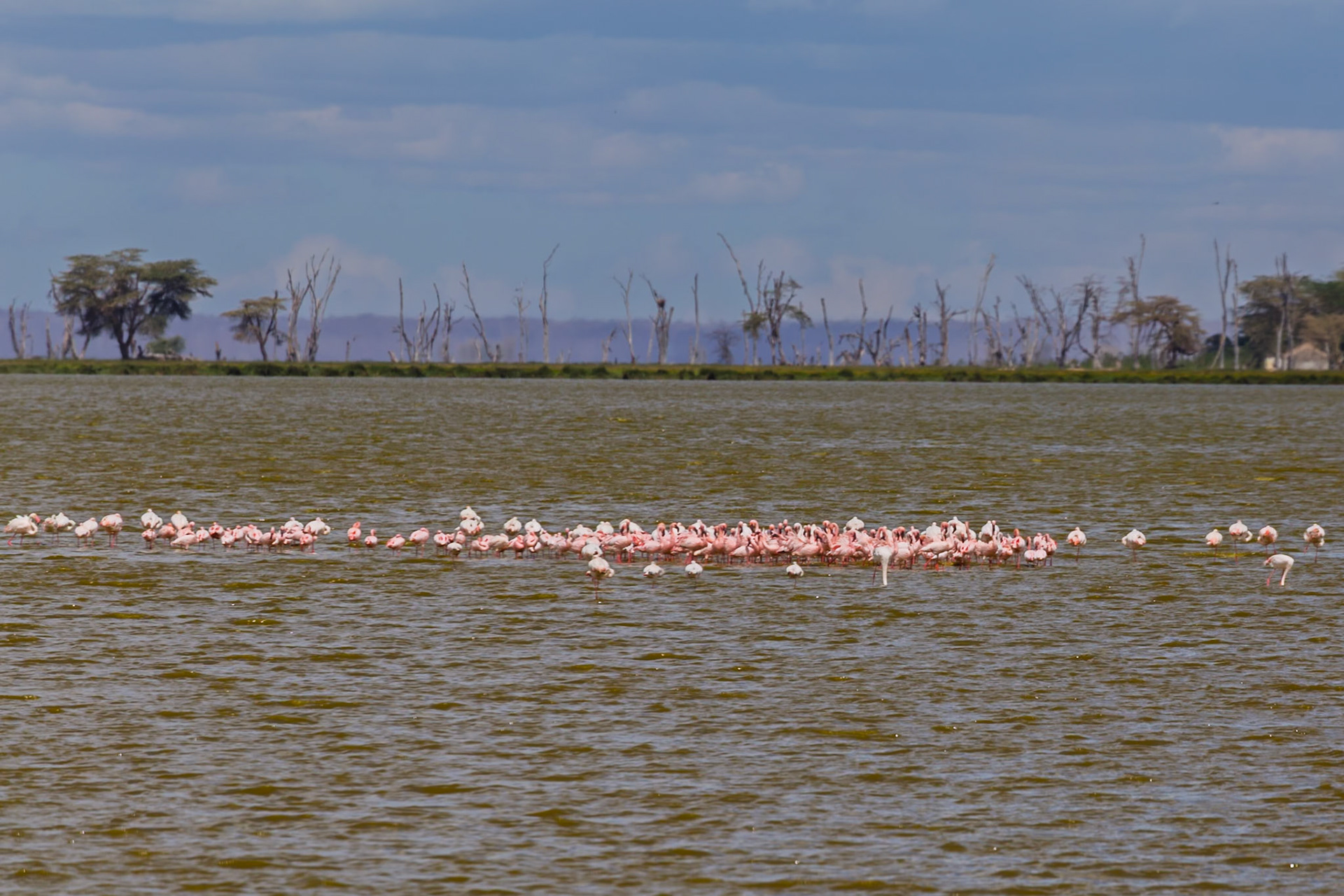 A flamboyance of flamingos wading in the waters of Amboseli National Park, Kenya, likely feeding or resting.