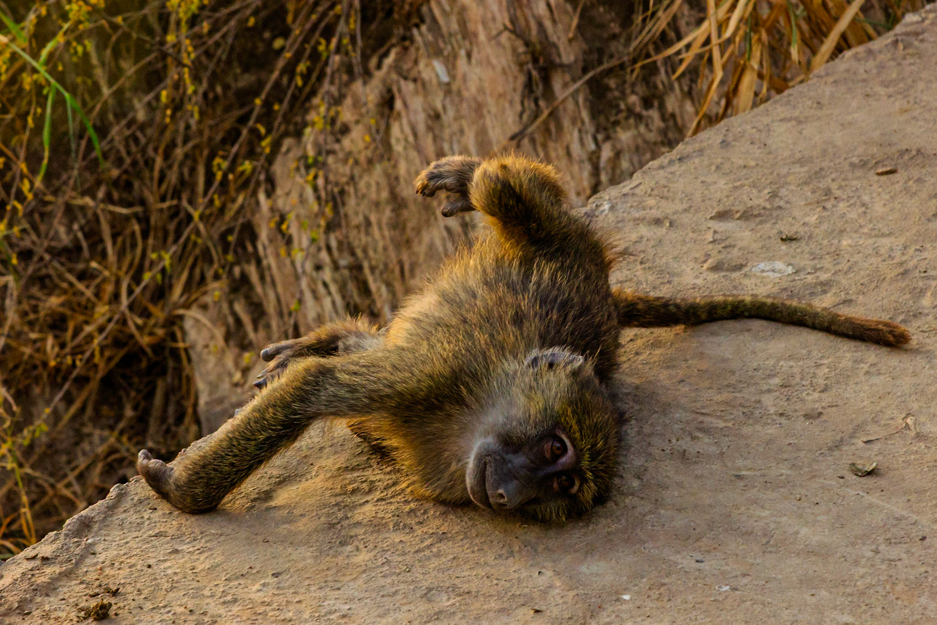 A baboon lounges on a rock in Tanzania's Serengeti National Park, relaxing and enjoying the sun.
