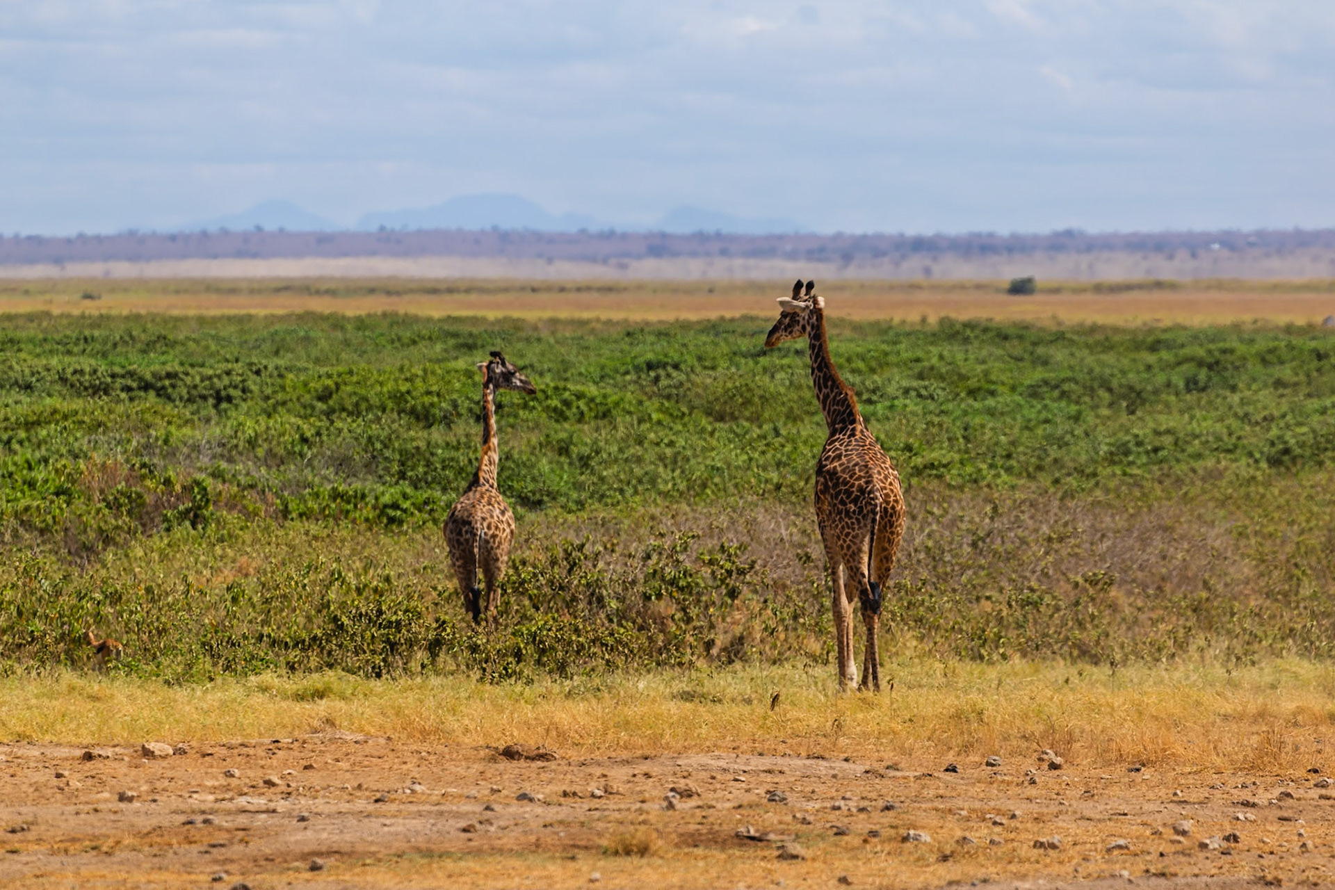 Two giraffes graze in Amboseli National Park, Kenya. They are eating from the green brush in the park.