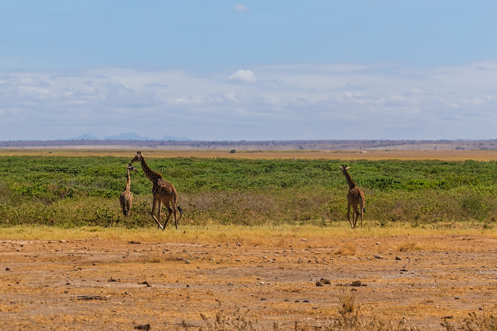 Giraffes trot across the Kenyan savanna of Amboseli National Park, seeking food and water in the arid landscape.
