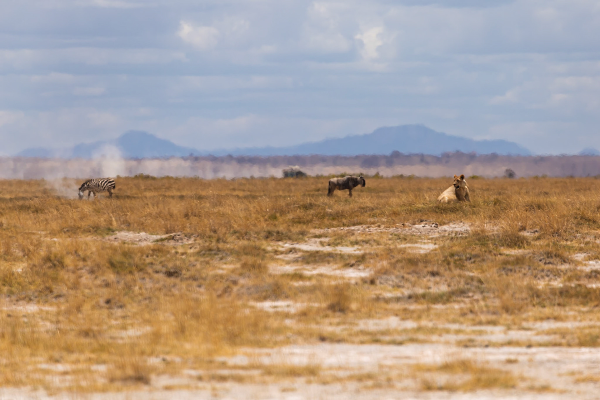 A lion rests as a wildebeest and zebra graze in Amboseli National Park, Kenya.