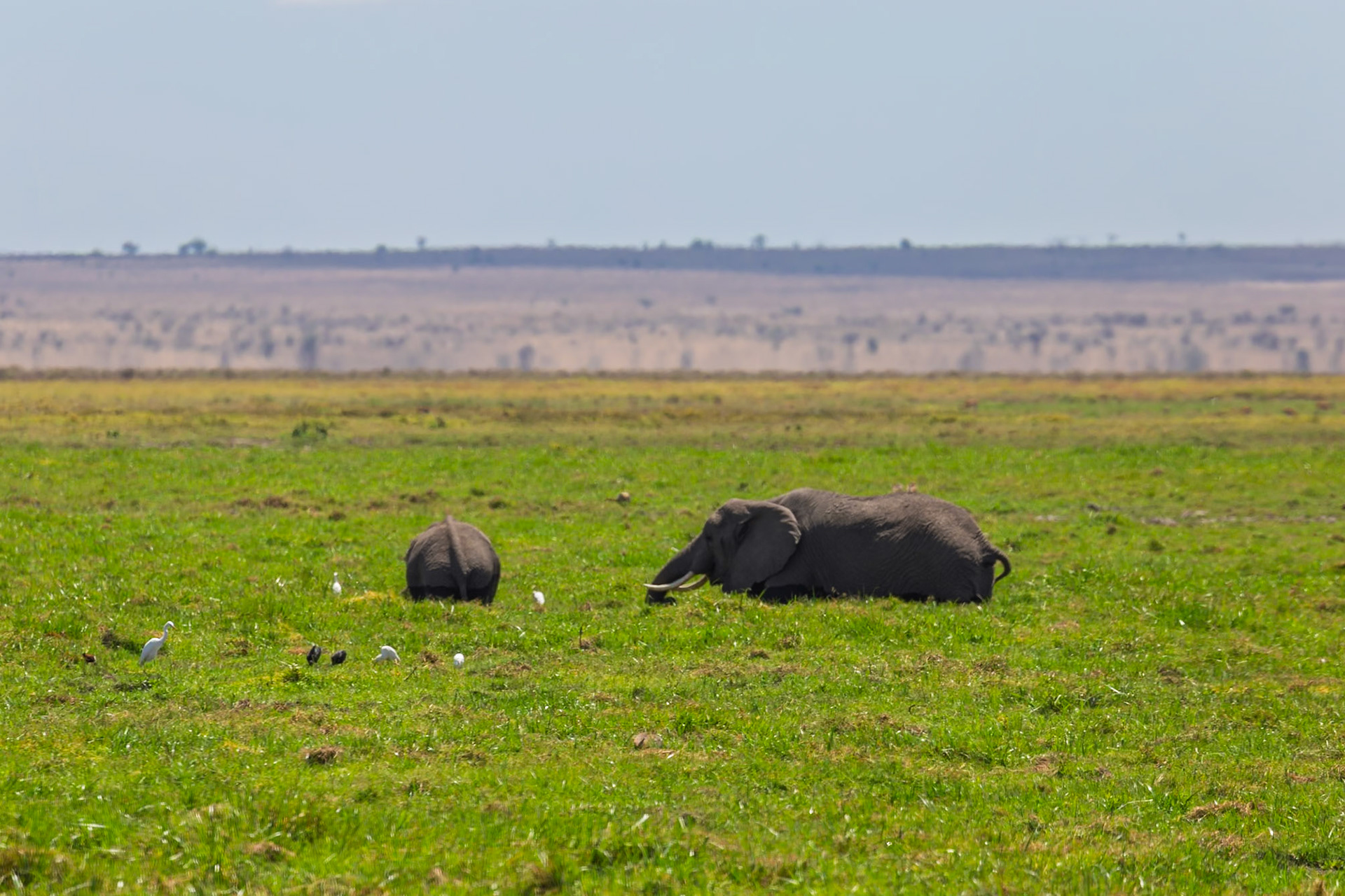 An elephant rests as its calf grazes in Amboseli National Park, Kenya. Birds gather nearby, creating a peaceful scene.