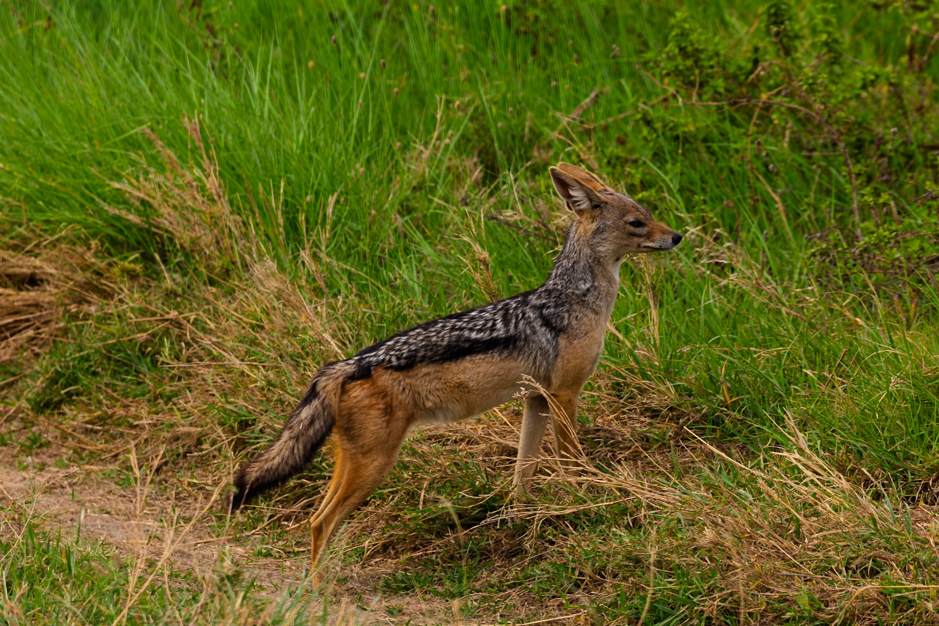 A jackal stands alert in Serengeti National Park, Tanzania, its keen senses scanning the tall grasses for any sign of prey or danger.