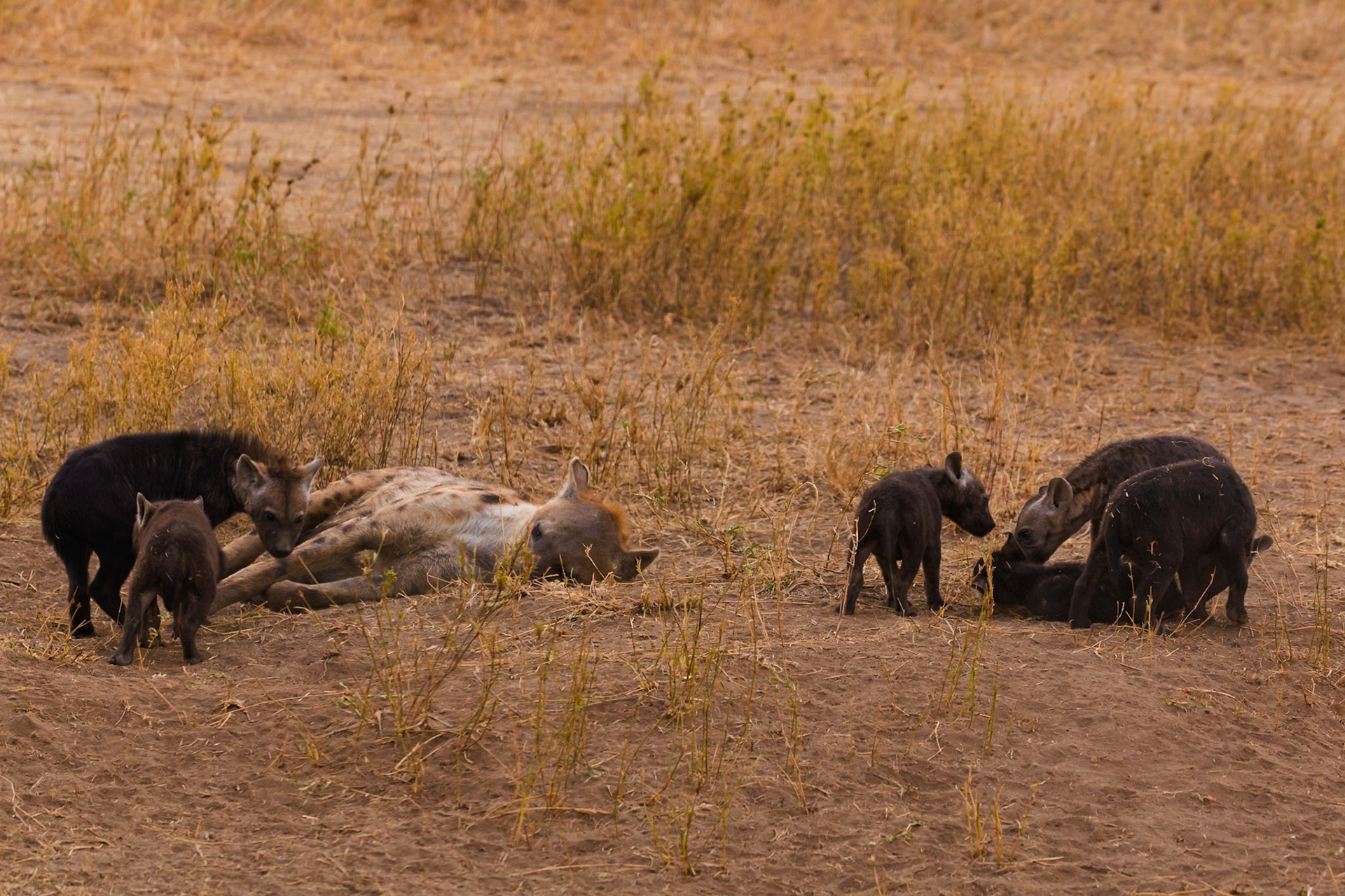 A spotted hyena rests as its cubs play in Serengeti National Park, Tanzania. The cubs are exploring their surroundings.
