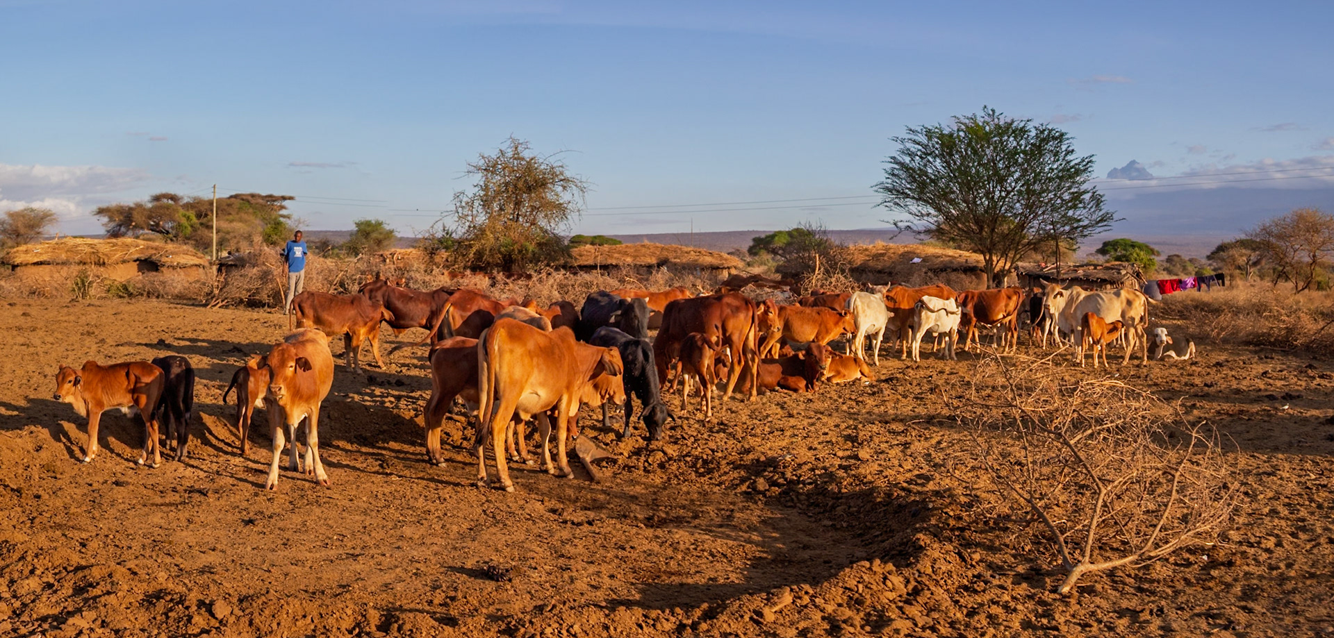 A Maasai herder watches over his cattle in a village in Kenya. Cattle are a sign of wealth and status in Maasai culture.