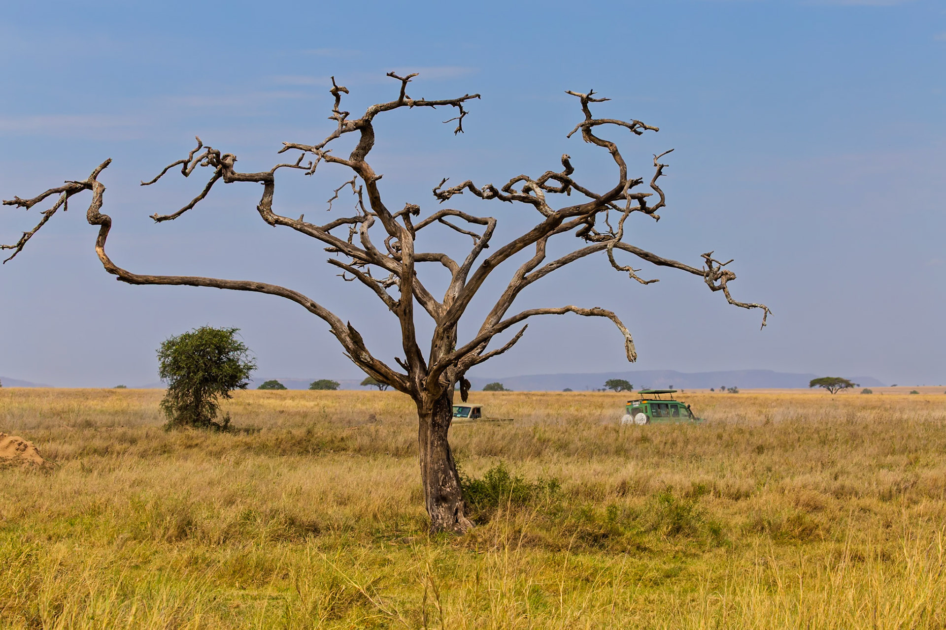 Safari vehicles explore Serengeti National Park, Tanzania, seeking wildlife amidst the golden grasslands and iconic trees.
