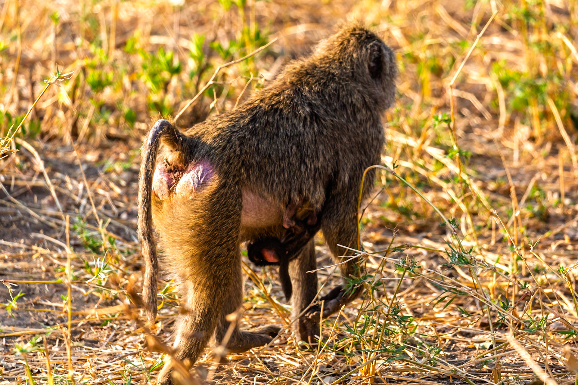 A baboon mother carries her young in Tarangire National Park, Tanzania. The baby clings tightly to its mother's fur for safety.