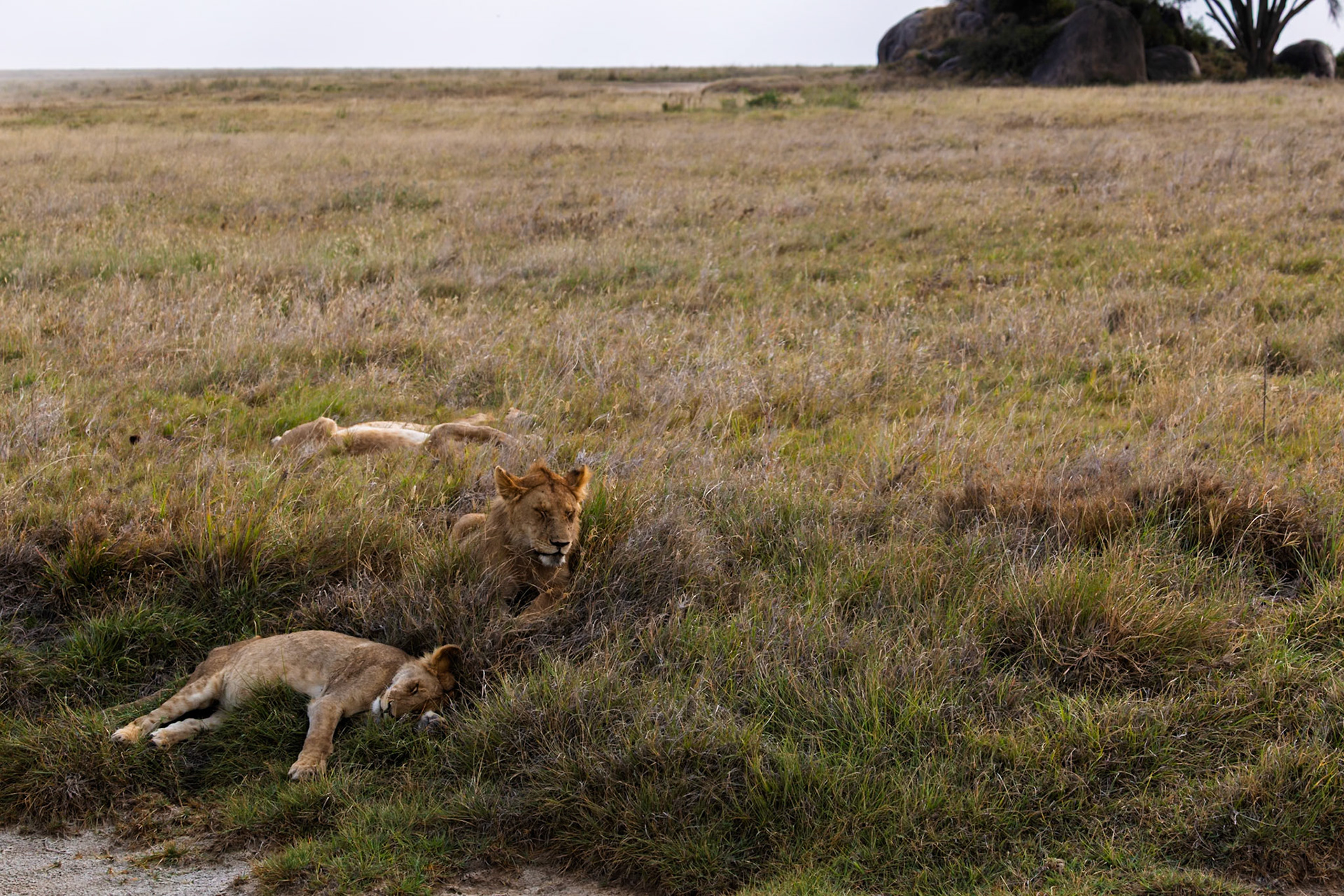 A pride of lions rests in the tall grasses of Tanzania's Serengeti National Park, seeking shade and respite from the African sun.
