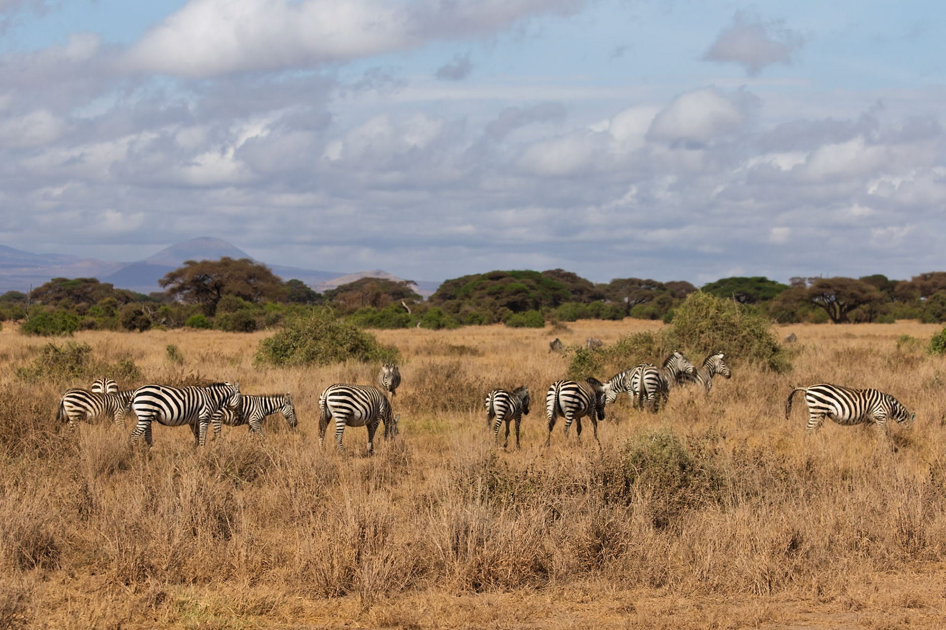 Zebras graze in Amboseli National Park, Kenya. They are eating the dry grass in the park.