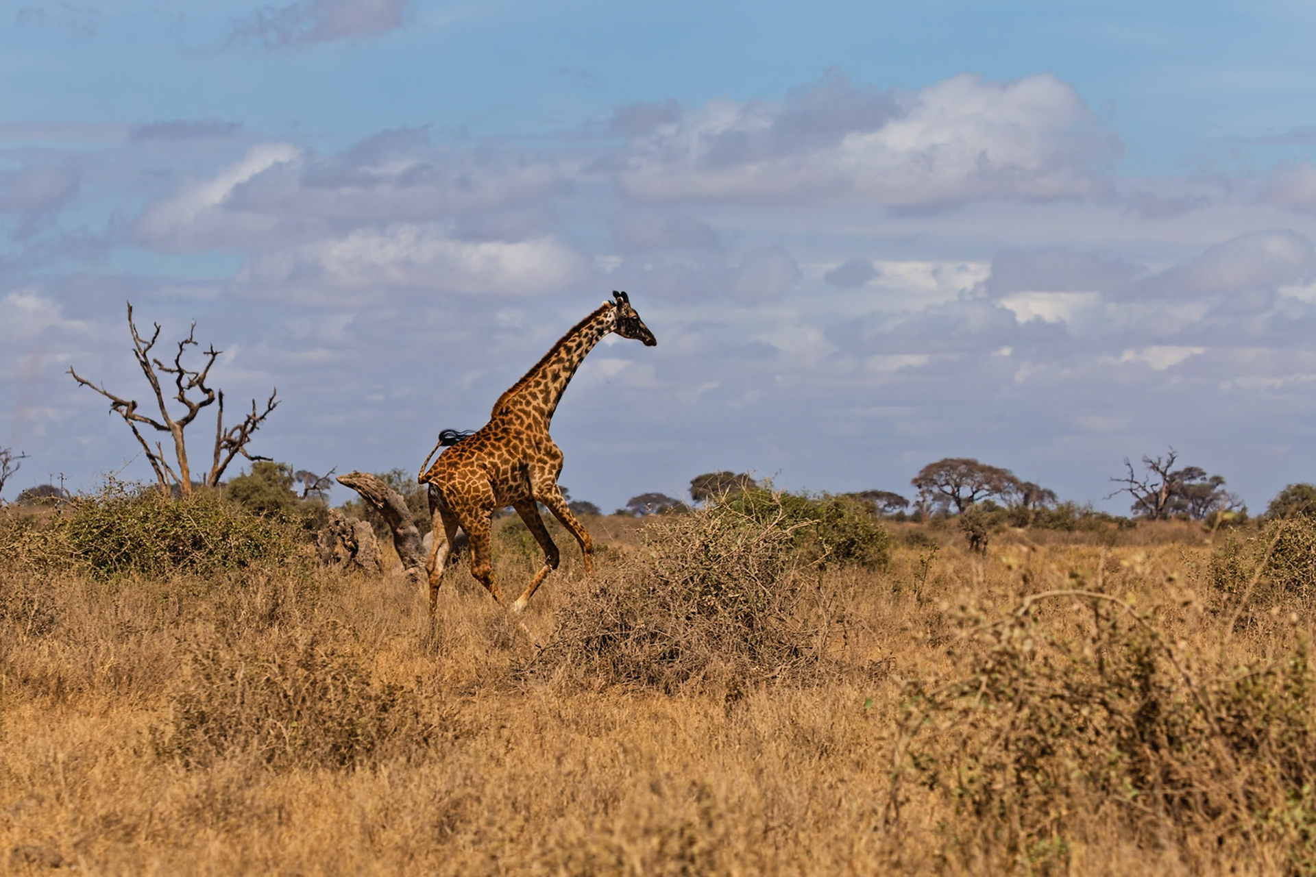 A giraffe gallops across the Kenyan savanna in Amboseli National Park, its long legs carrying it swiftly through the dry grass.
