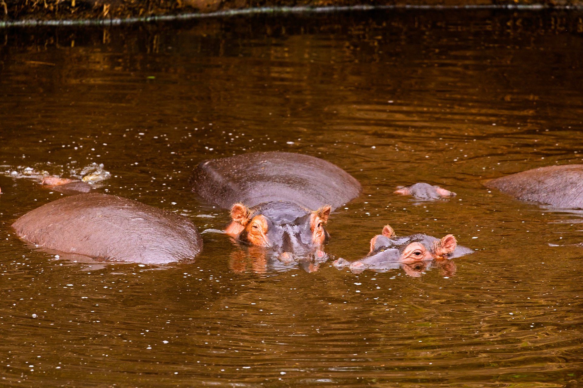 Hippos submerged in a watering hole in Serengeti National Park, Tanzania, to keep cool and protect their skin from the sun.