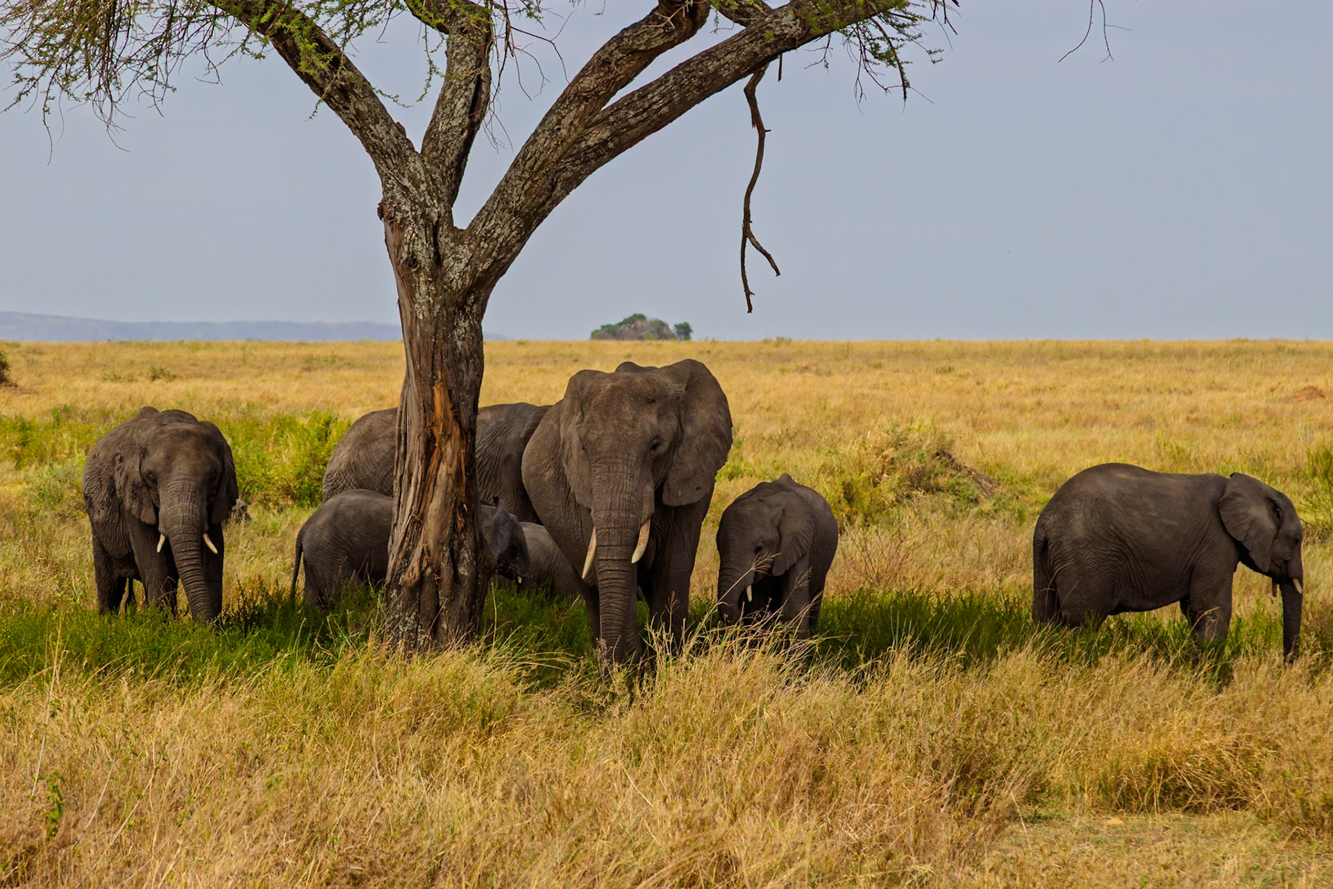A family of elephants seeks shade under a tree in Tanzania's Serengeti National Park, escaping the sun's heat.
