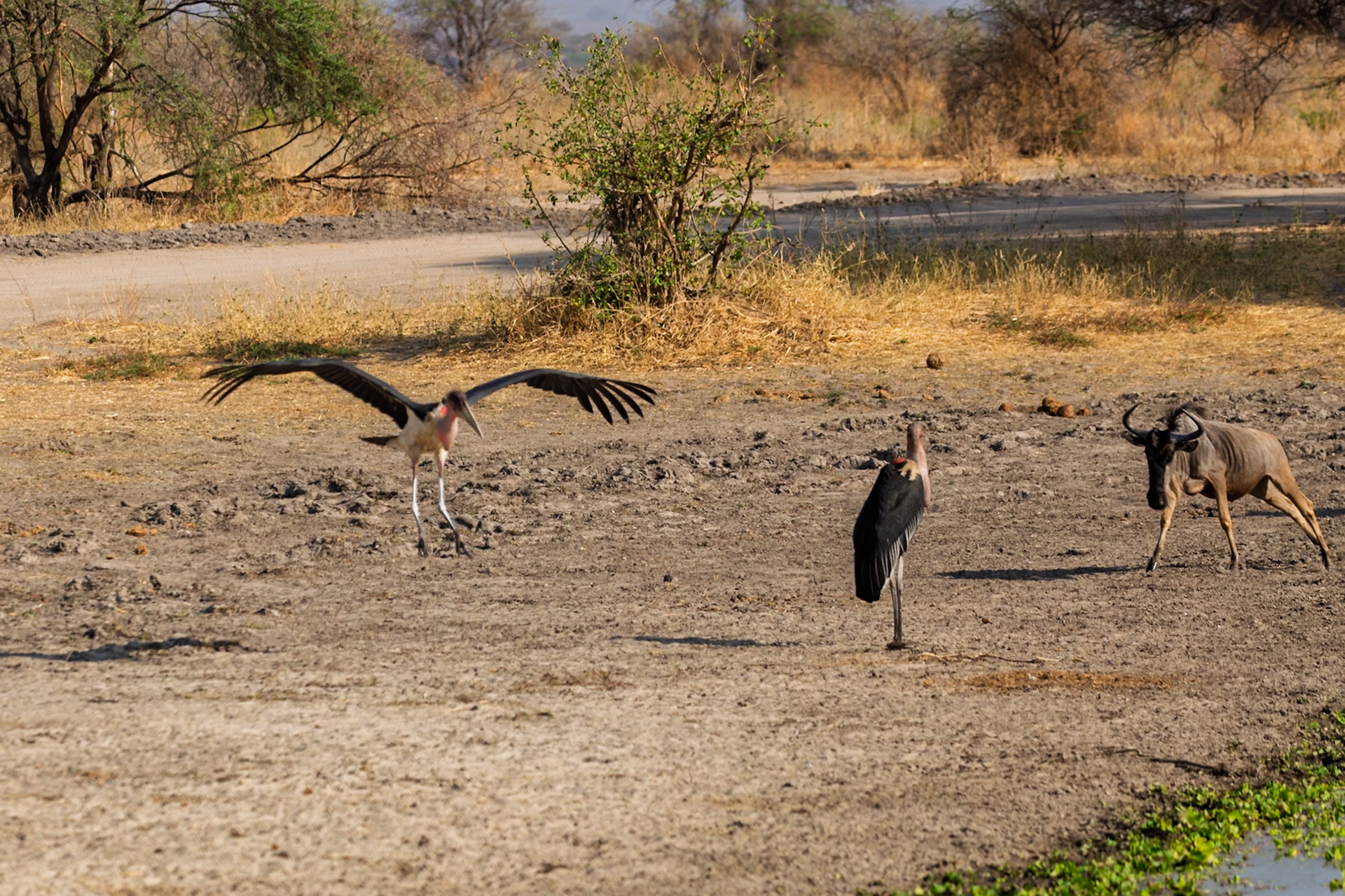 A Marabou Stork lands near another stork and a wildebeest in Tanzania's Tarangire National Park.