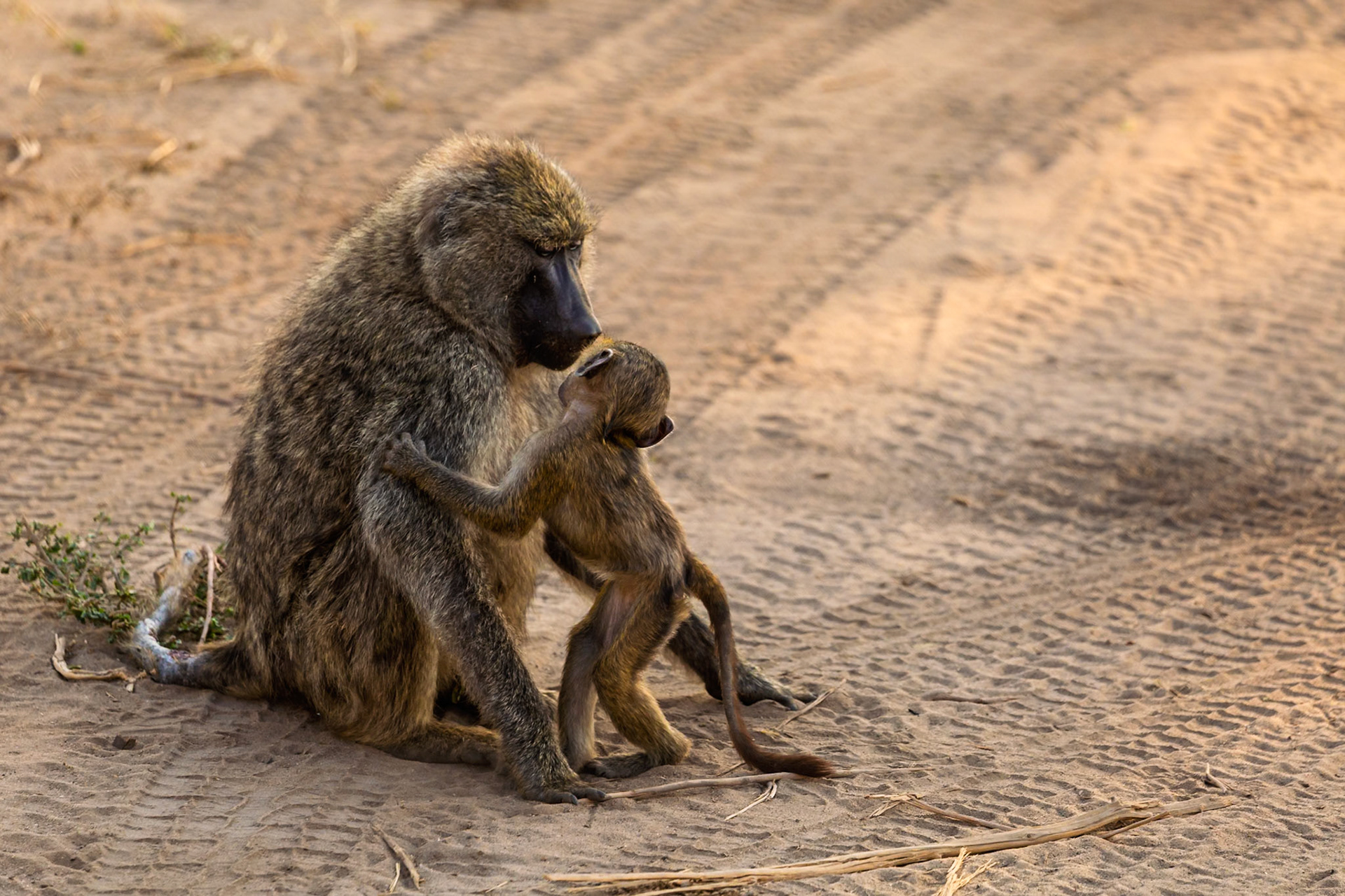 A mother baboon and her baby are bonding in Tarangire National Park, Tanzania. The baby is reaching up to hug its mother.