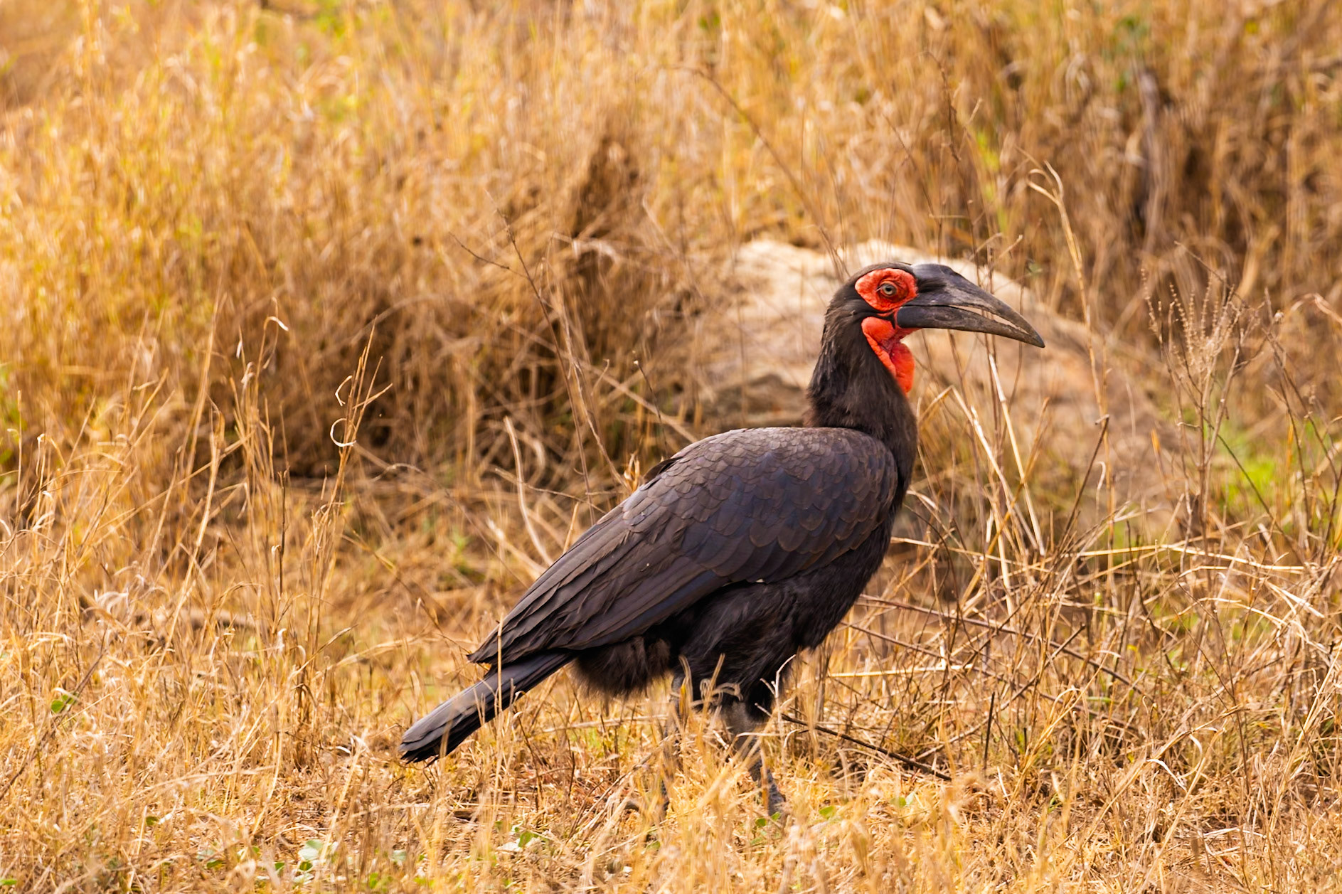 A Southern Ground Hornbill stands tall in Serengeti National Park, Tanzania, showcasing its striking red throat and eye patch.